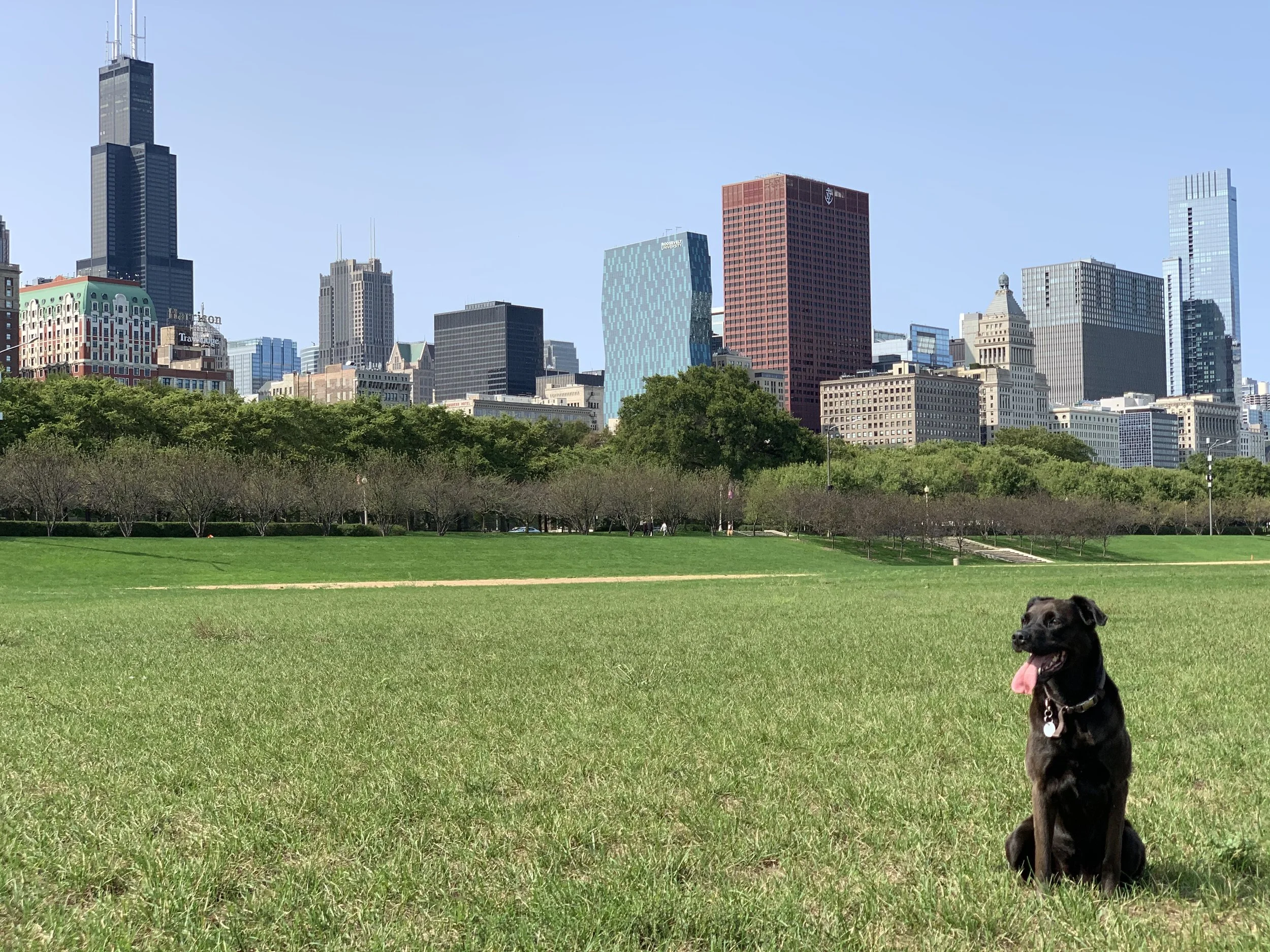 A black dog with its tongue out sitting on a green grassy area in front of a city skyline with tall buildings, including the Willis Tower, against a clear blue sky.