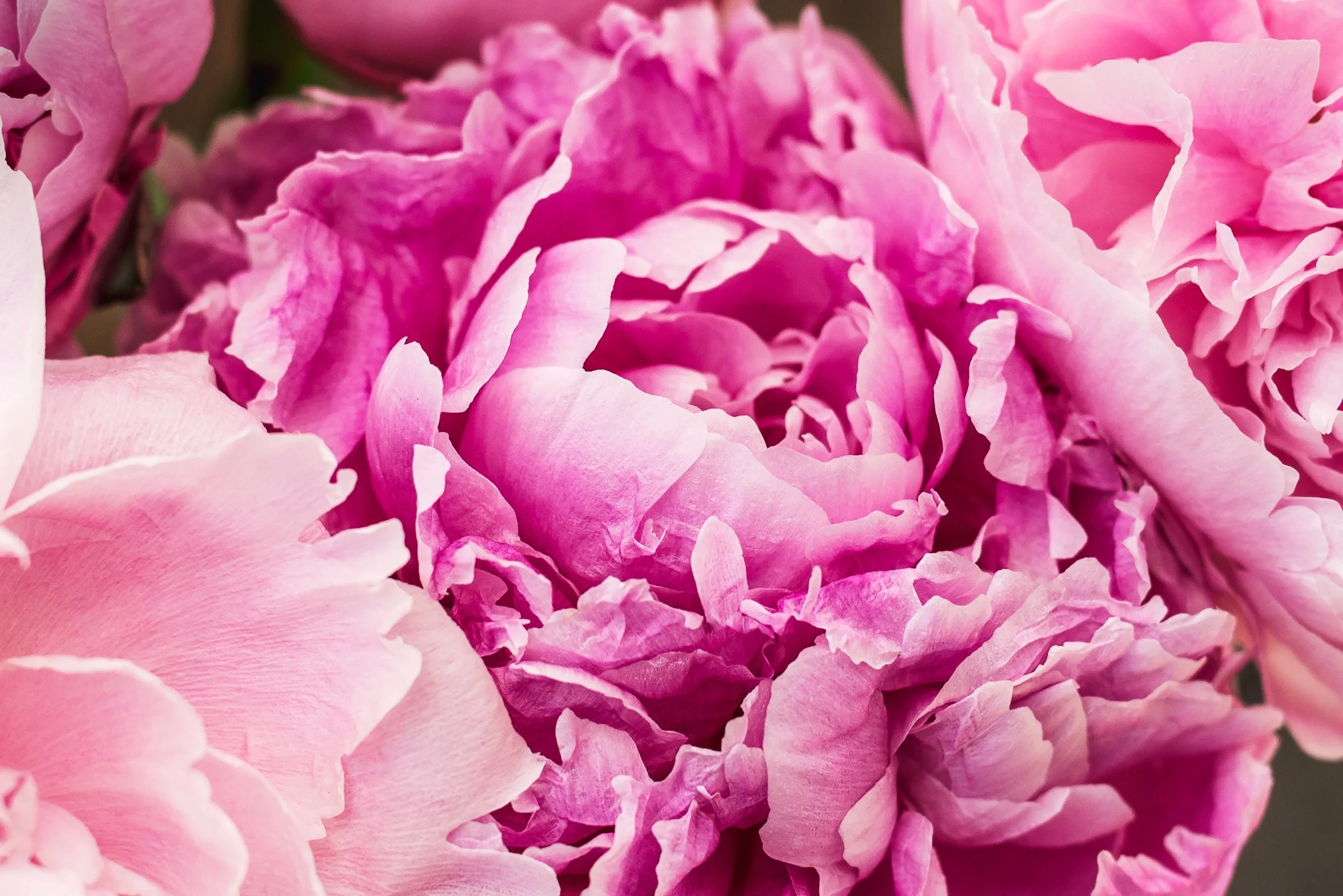 SHunter_SaltSpring_Florals.jpg