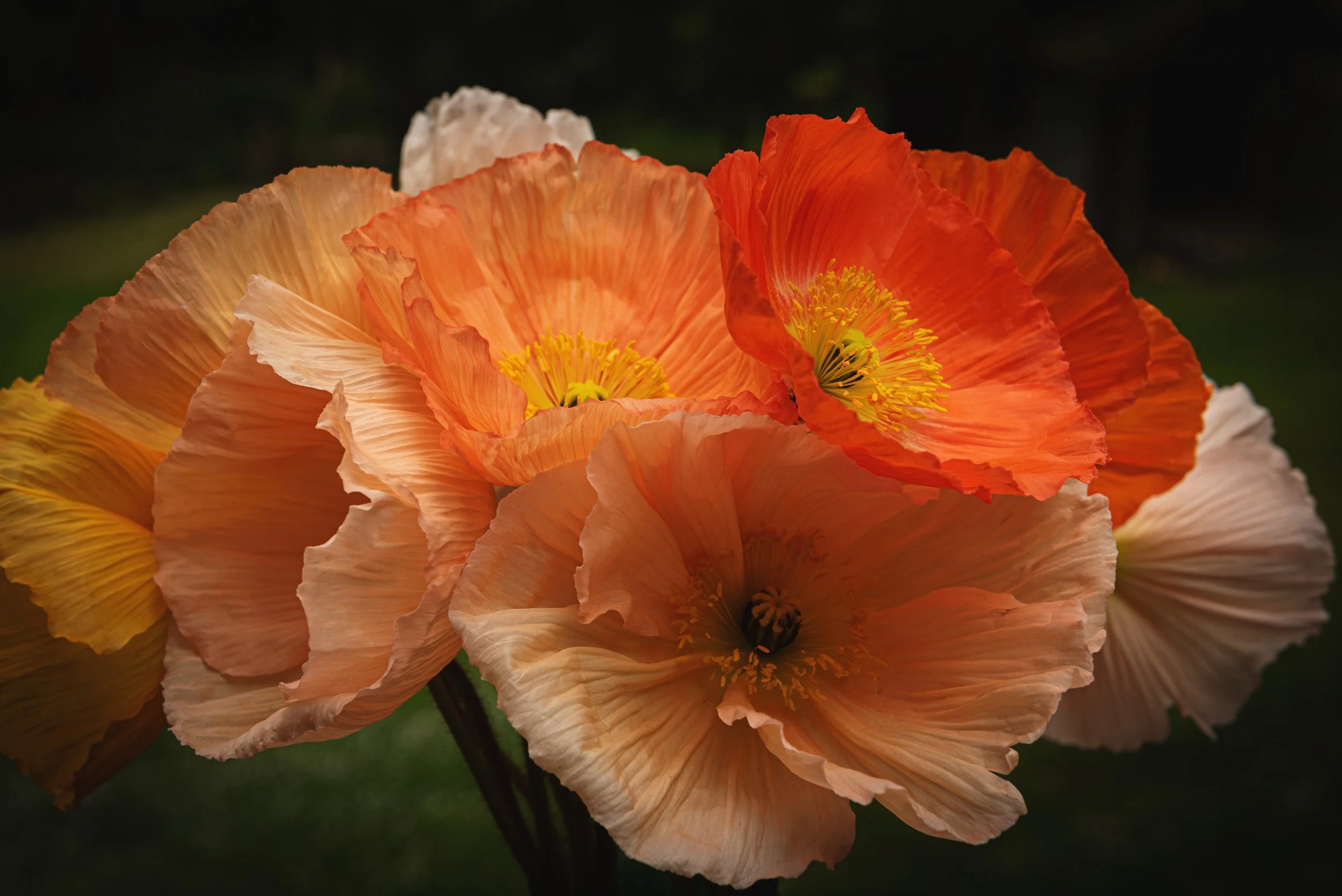 Close-up of a cluster of orange poppy flowers with yellow stamens, set against a dark blurred background.