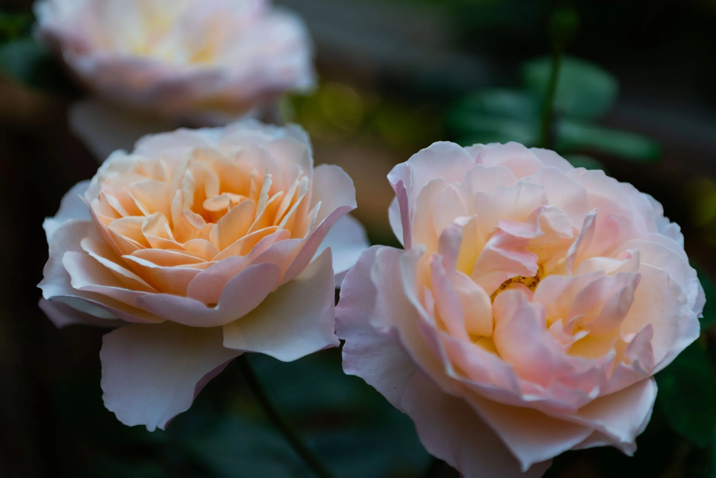 Close-up of two light pink and peach roses with soft petals in focus, dark blurred background with hints of green leaves.