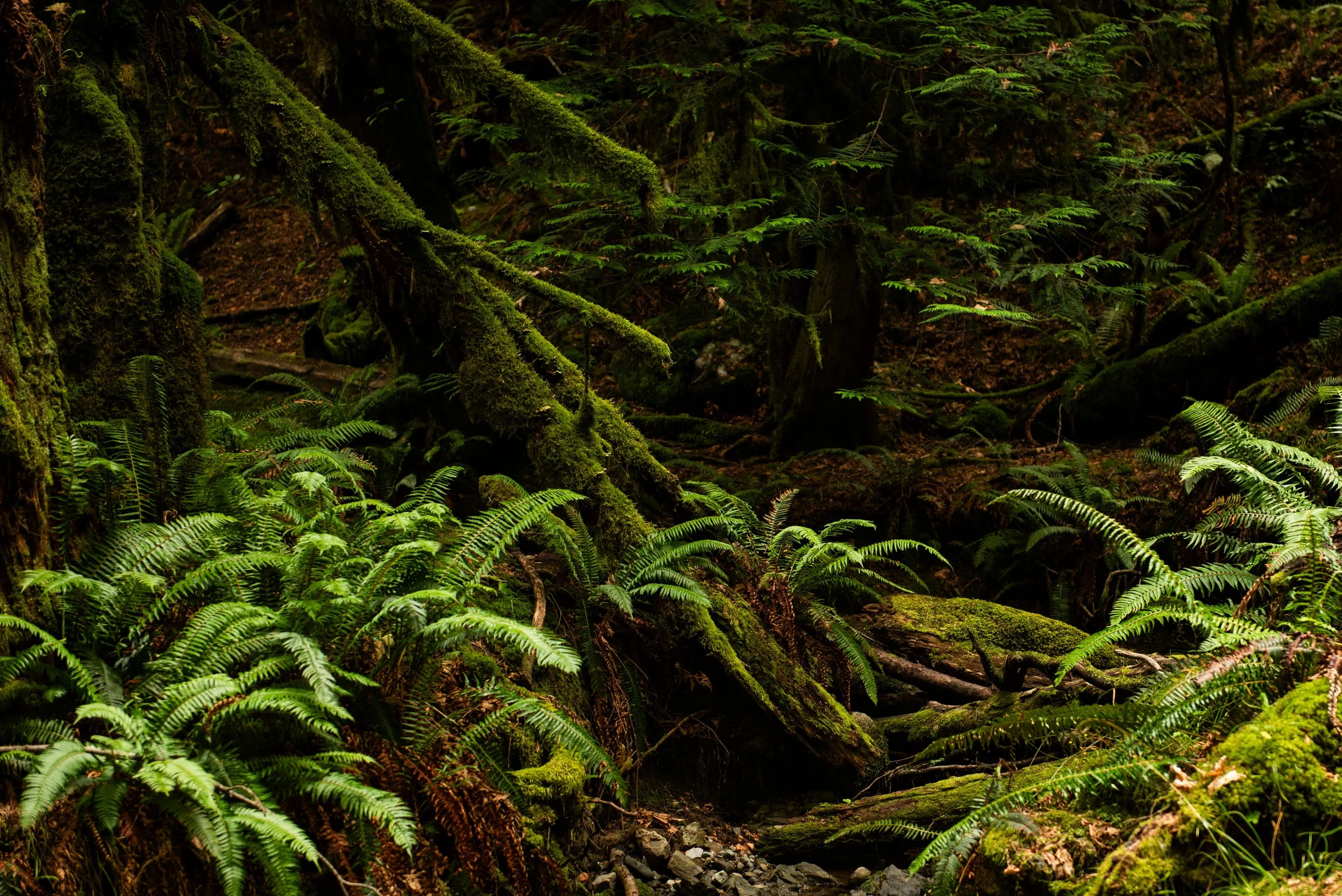 Dense forest with moss-covered trees and lush green ferns.