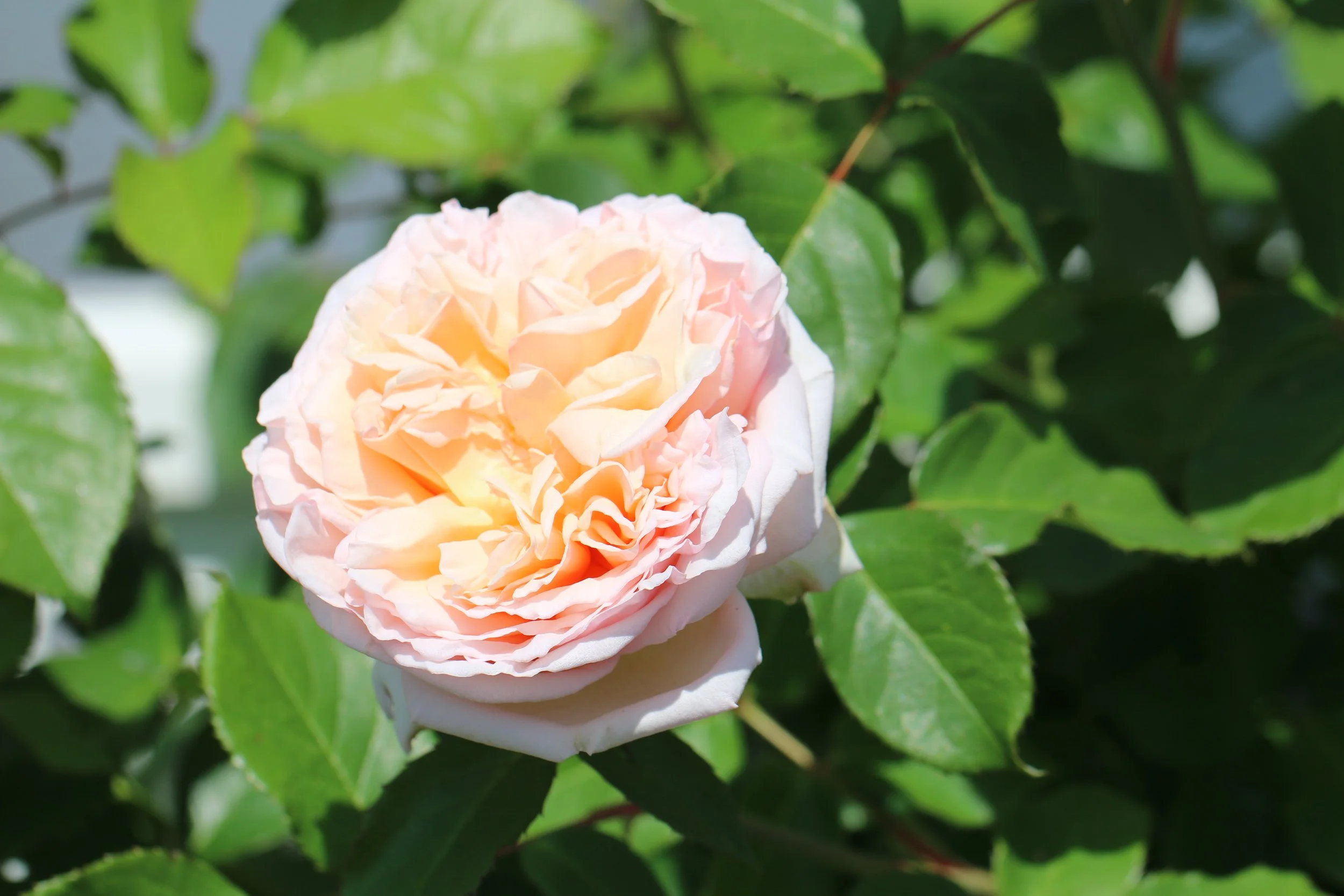 De grote variëteit aan langdurig bloeiende biologische rozen in deze tuin geeft jee ene warm welkom. 