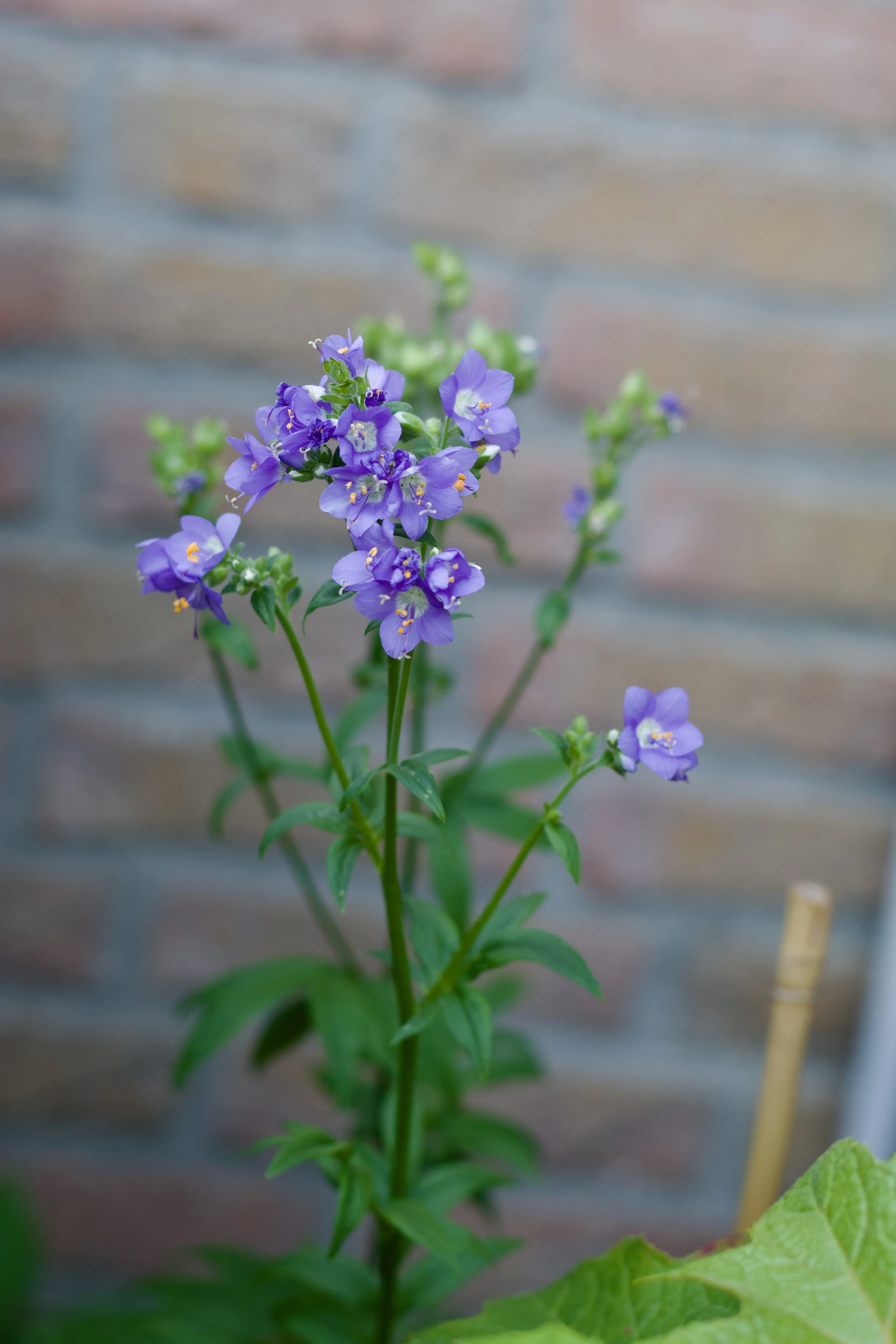 Jacobsladder, één van de vele planten die geschikt is voor aanplant kleigrond. 