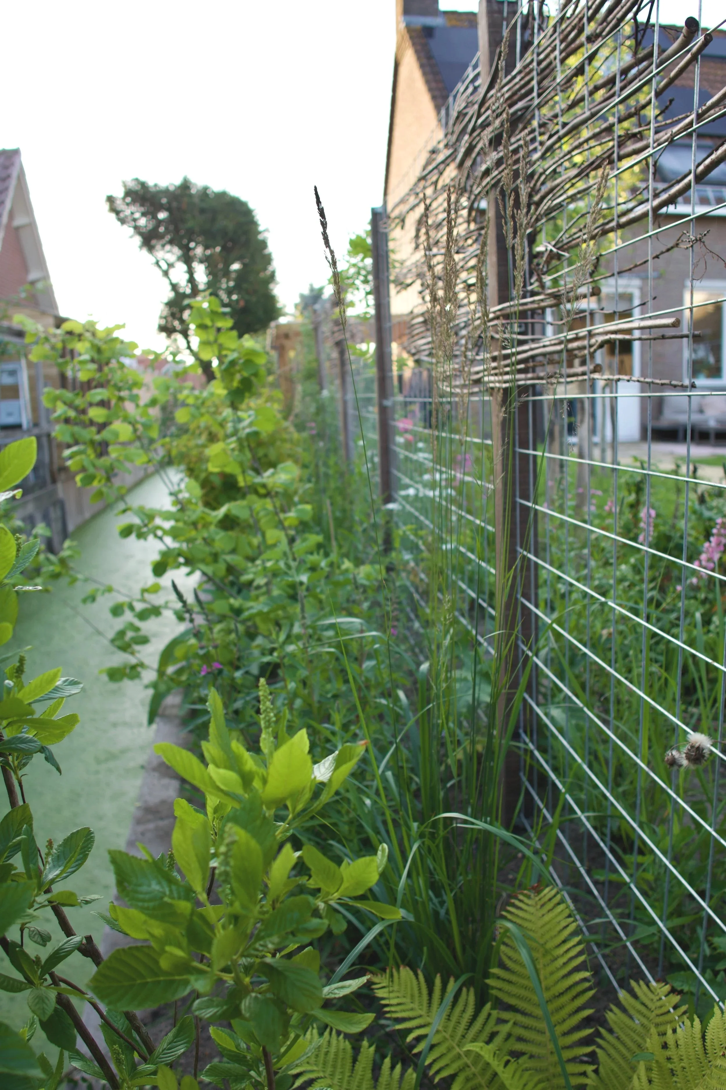 Impressie aanplant waterkant en het restant wilgentenen is als luchtig vlechtwerk gebruikt om voor nu wat extra intimiteit te creëren voor de bewoners en hun buren. 