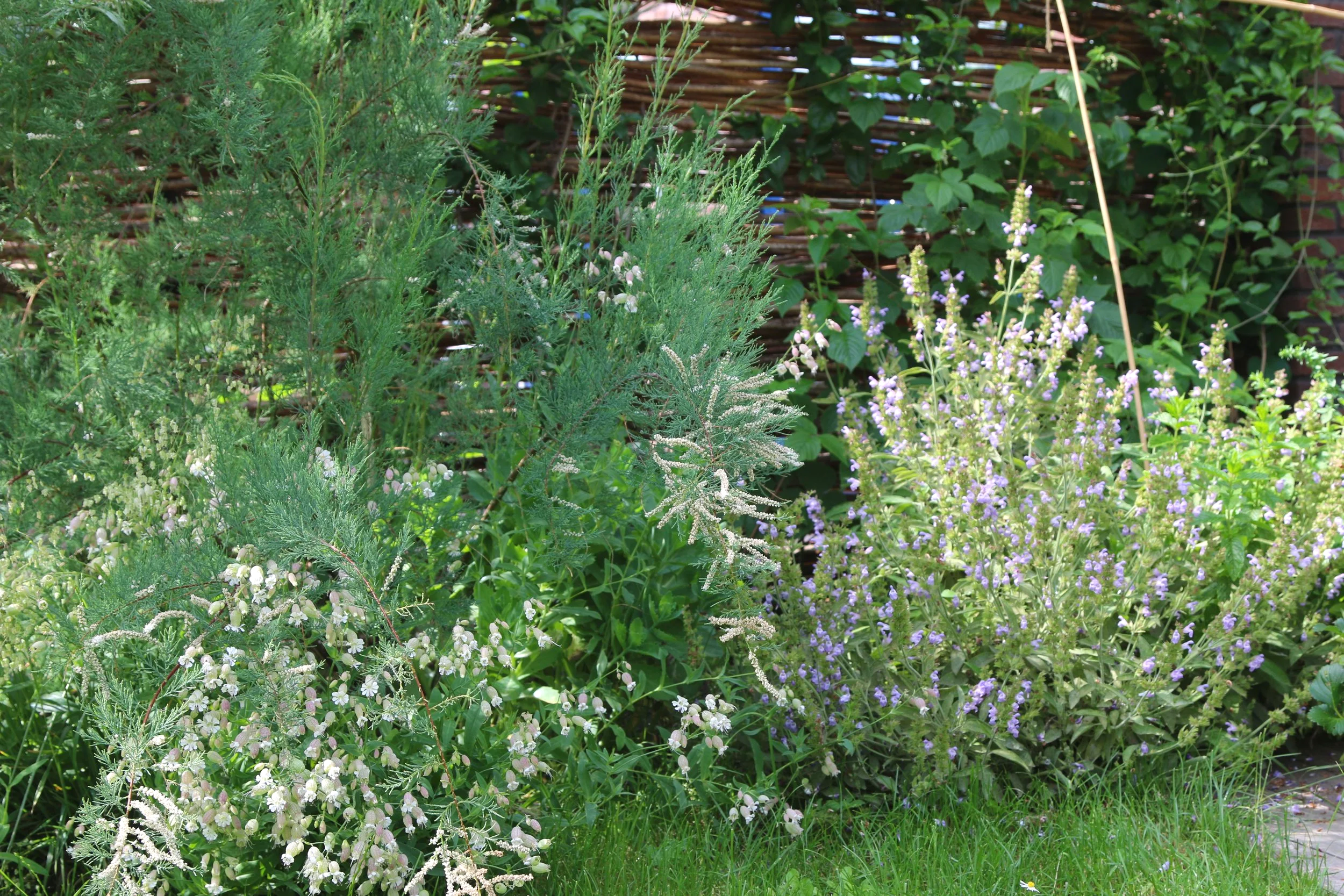 Inheemse beplanting met een witte Tamarix. 