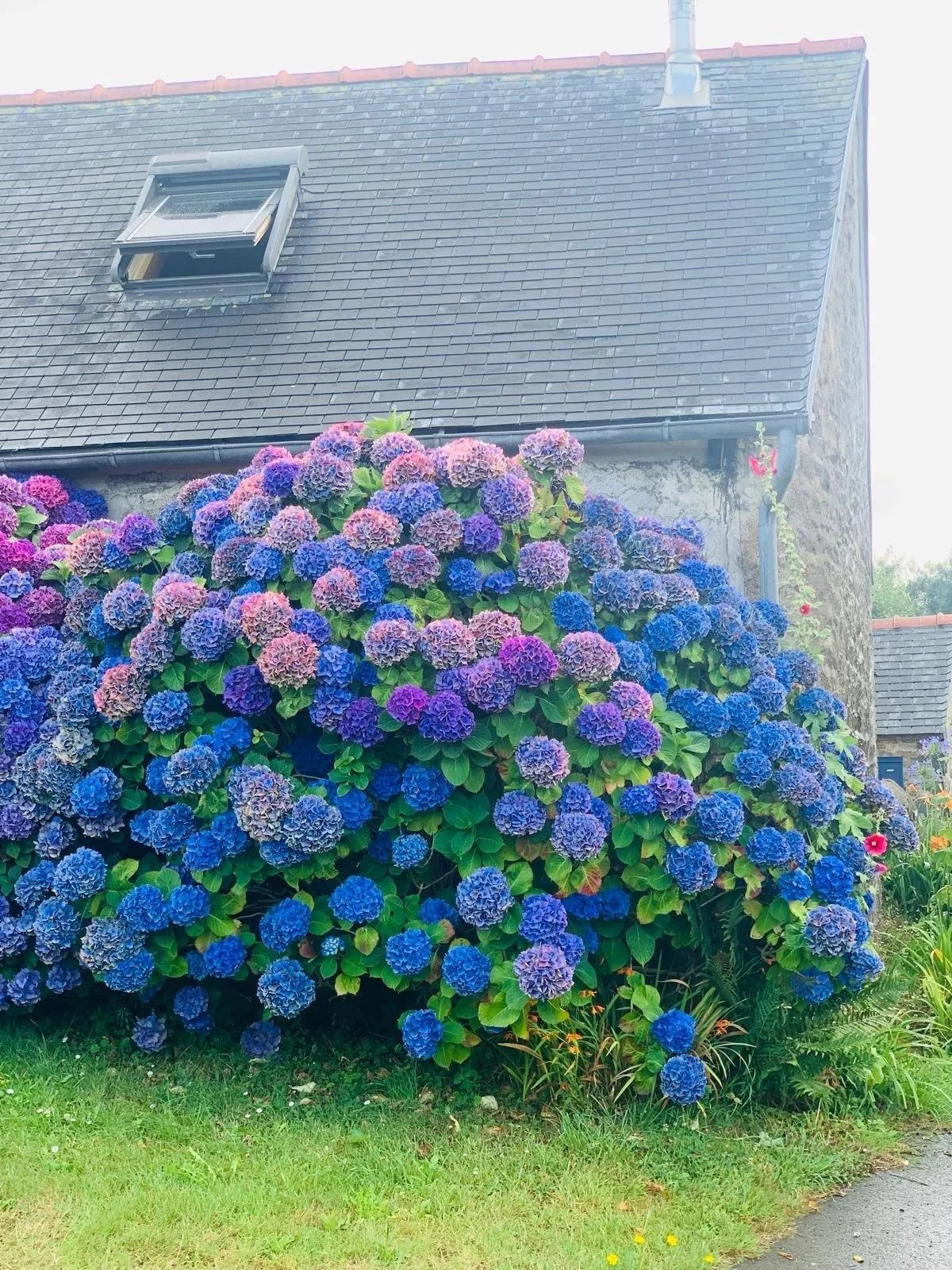 waarom we zo graag planten kiezen die we al kennen