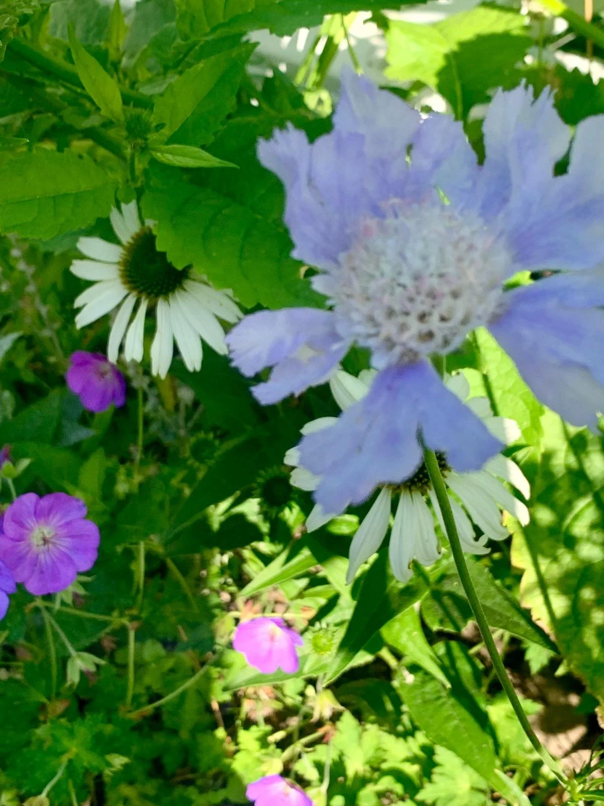 Geranium Rozanne, witte zonnehoed en lilablauw duifkruid