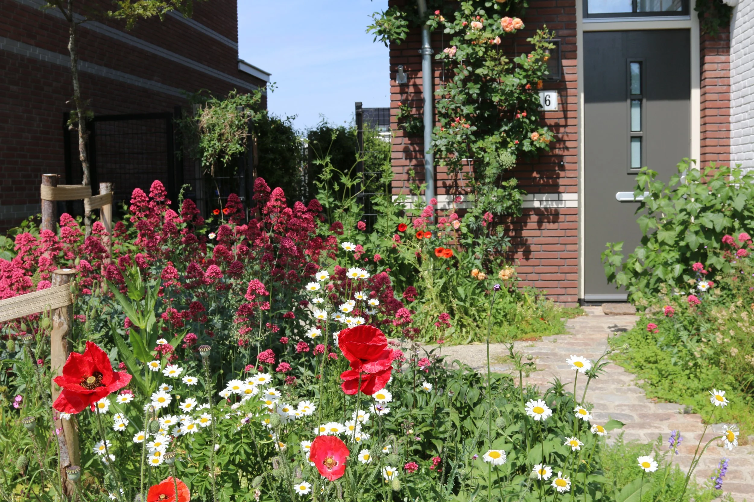 Voortuin op het zuiden met diverse bomen, (klap)rozen, margrieten, spoorbloemen, cichorei en nog veel meer