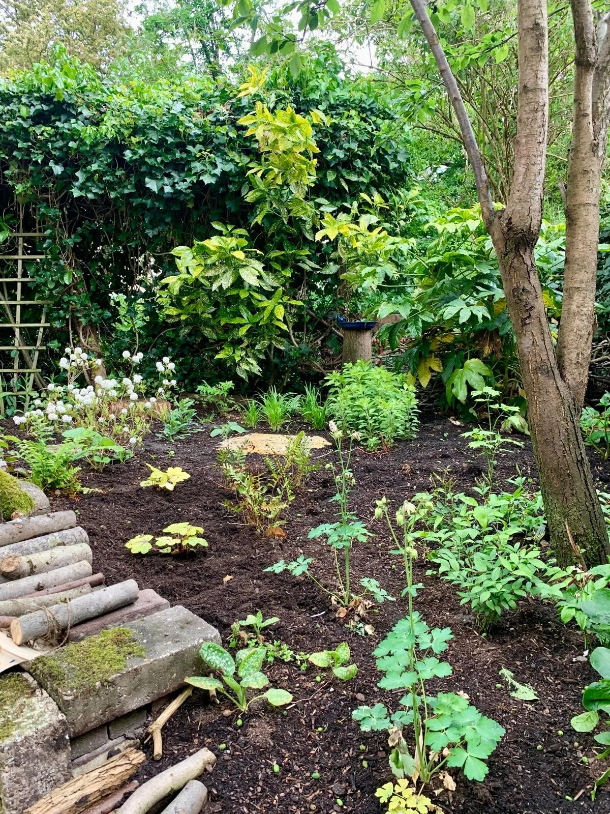 Tuin net na aanplant: Beplanting werkt van laag naar hoog. Nu al benieuwd naar hoe het er na een paar maanden uitziet. 