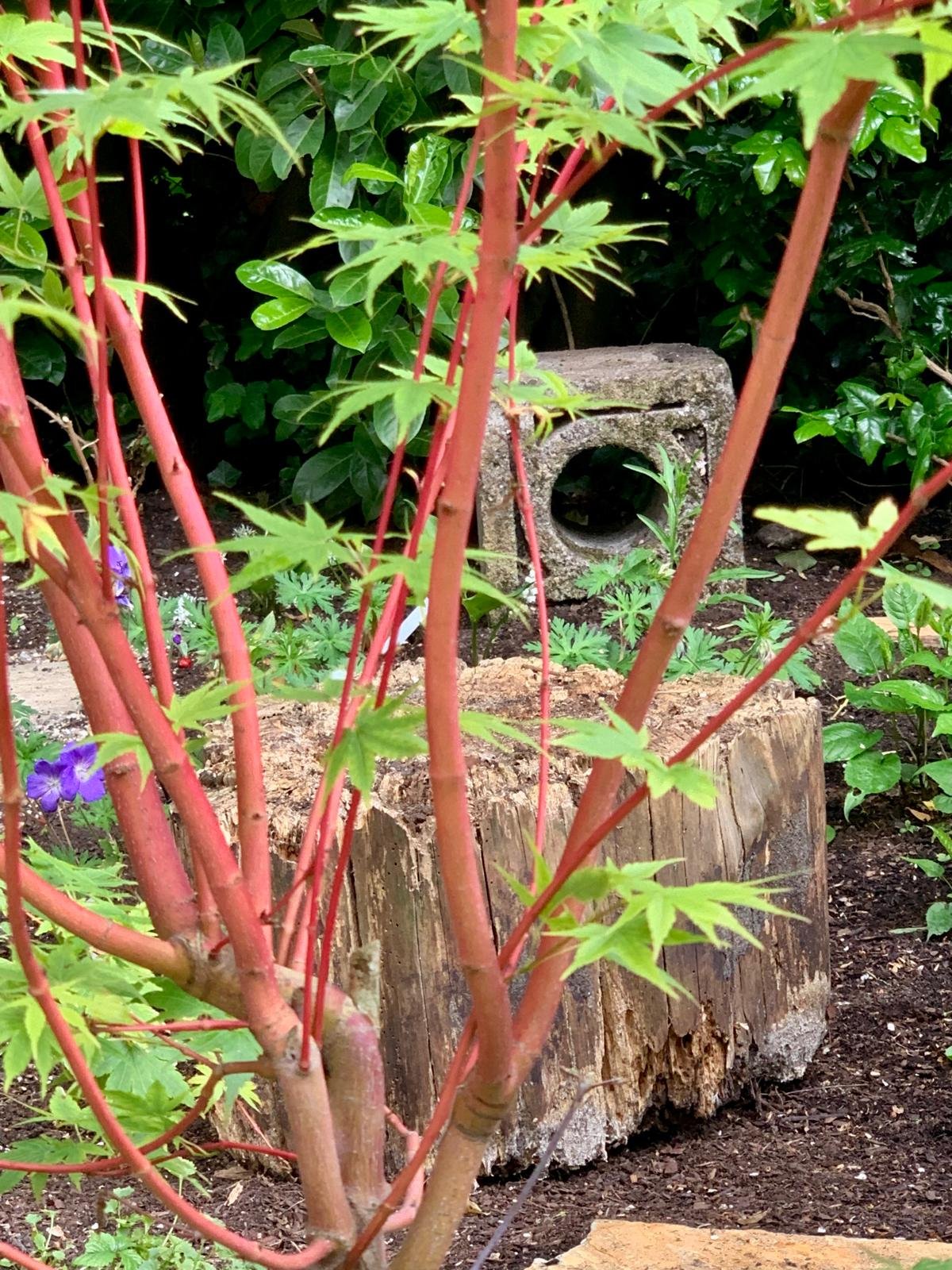 Acer palmatum Sangokaku in goede zichtlijn aangeplant en schenkt de schaduwtuin het hele jaar door kleur. 