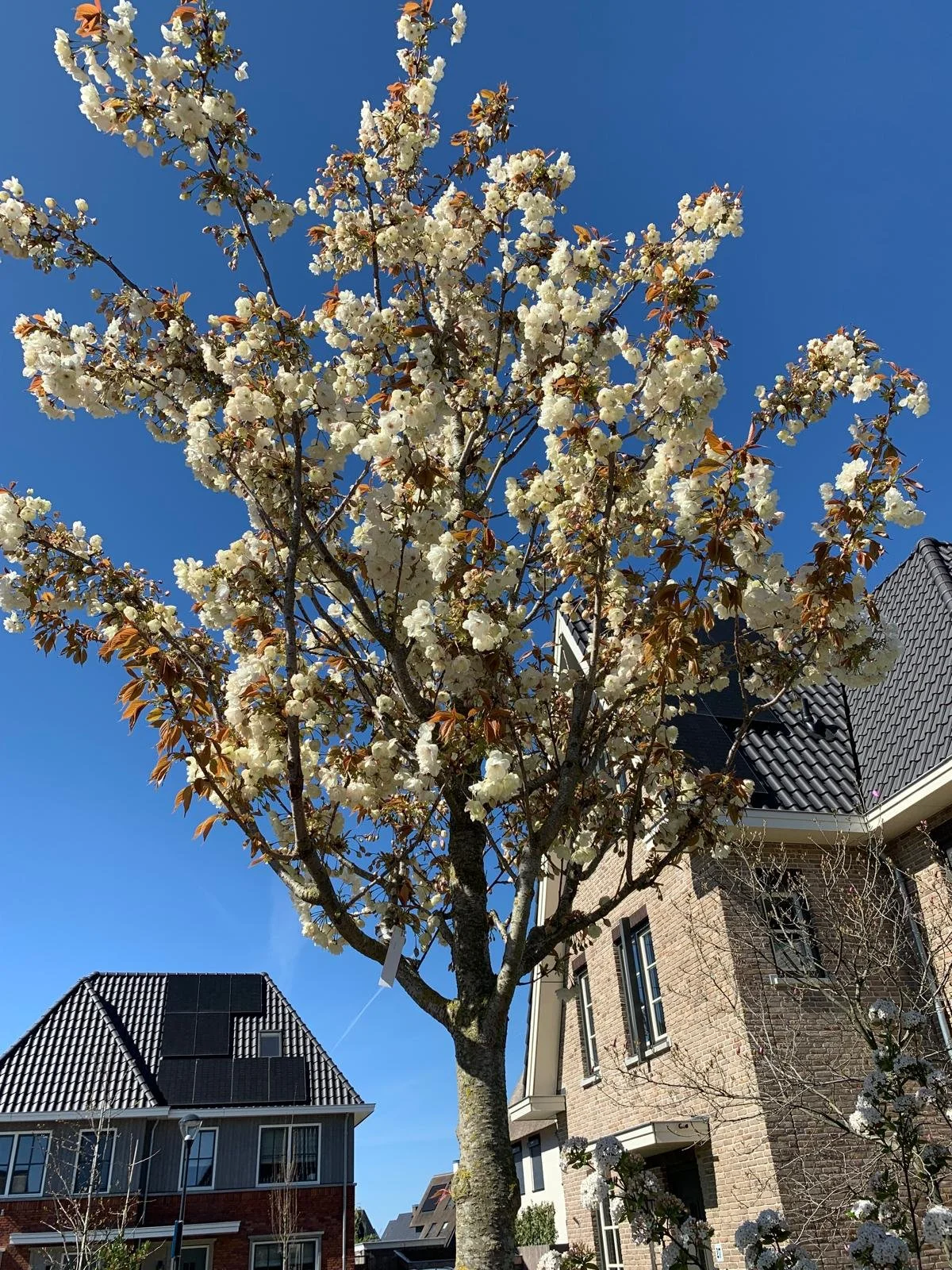 Prunus x Yedoensis