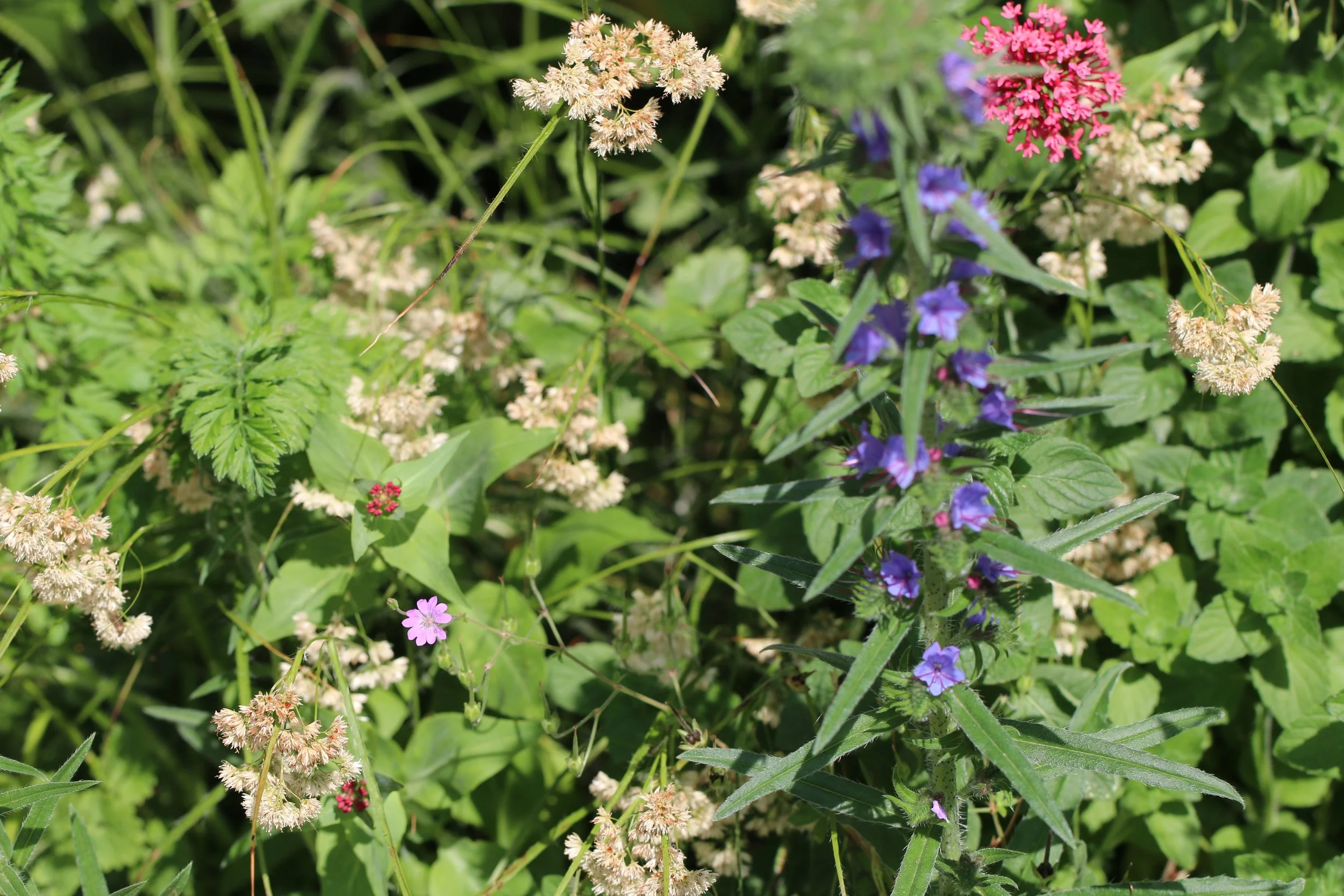 Vlindervriendelijke tuin