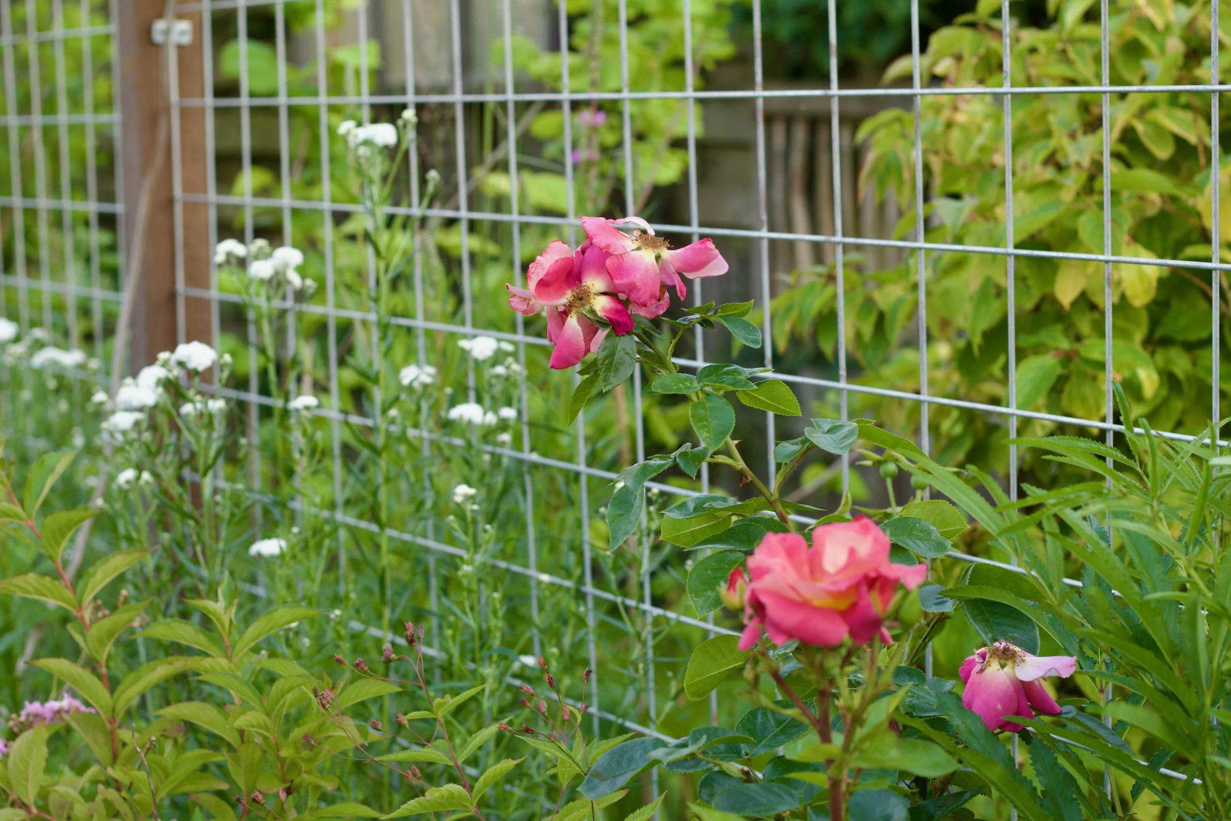 Rozen houden van klei, wilde Bertram op de achtergrond. Het hekwerk zal 'luchtig' begroeid raken met diverse klimmers, waaronder dus een klimroos, kamperfoelie, Clematis. 
