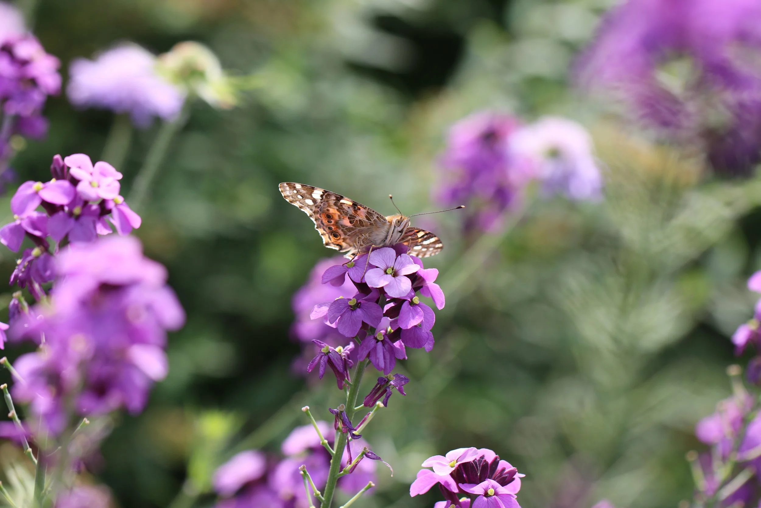 Bij juiste aanplant komen er vanzelf vlinders in je tuin...