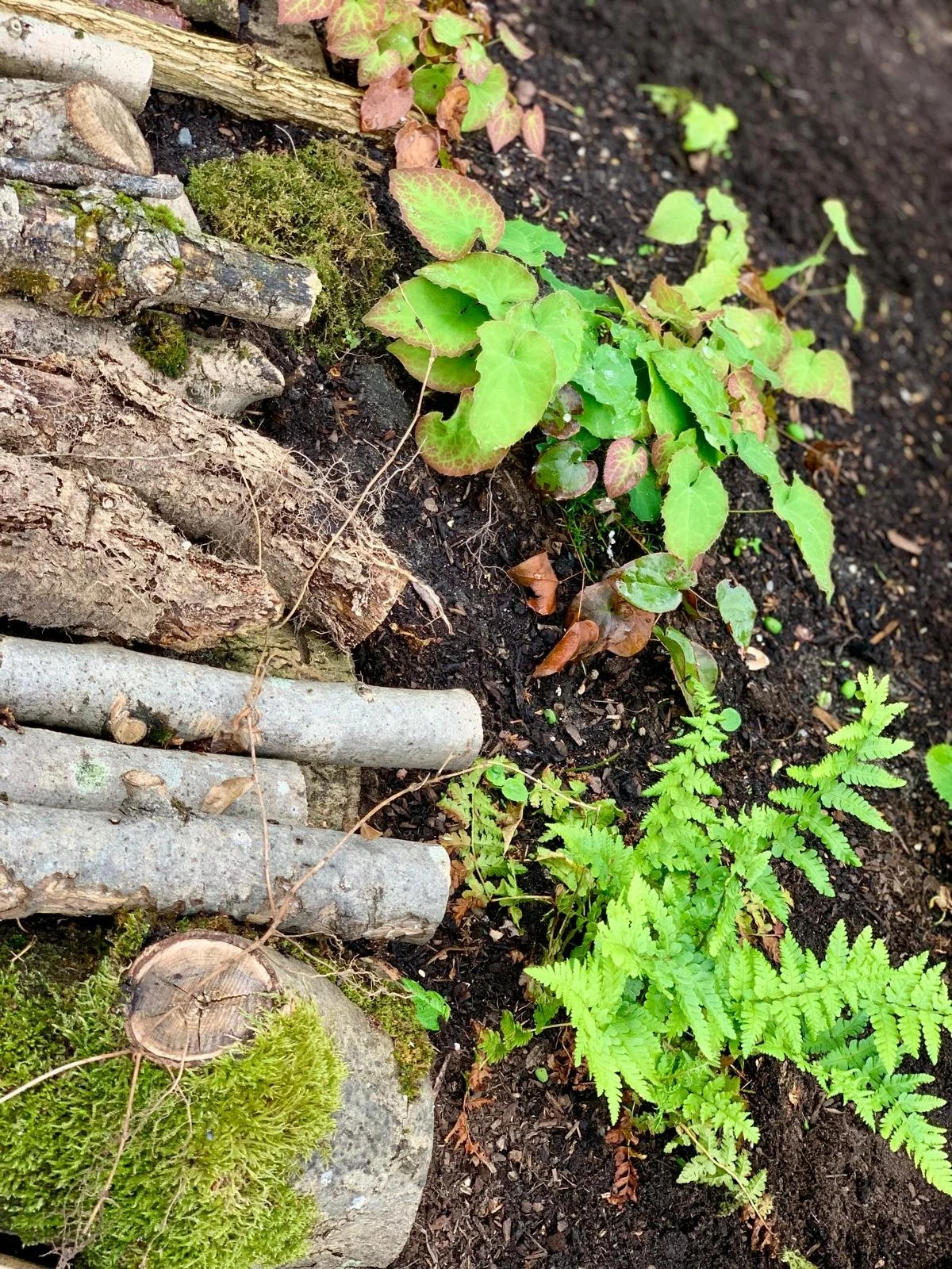 Elfenbloem is een heerlijke schaduwplant, net als wintergroene varens 