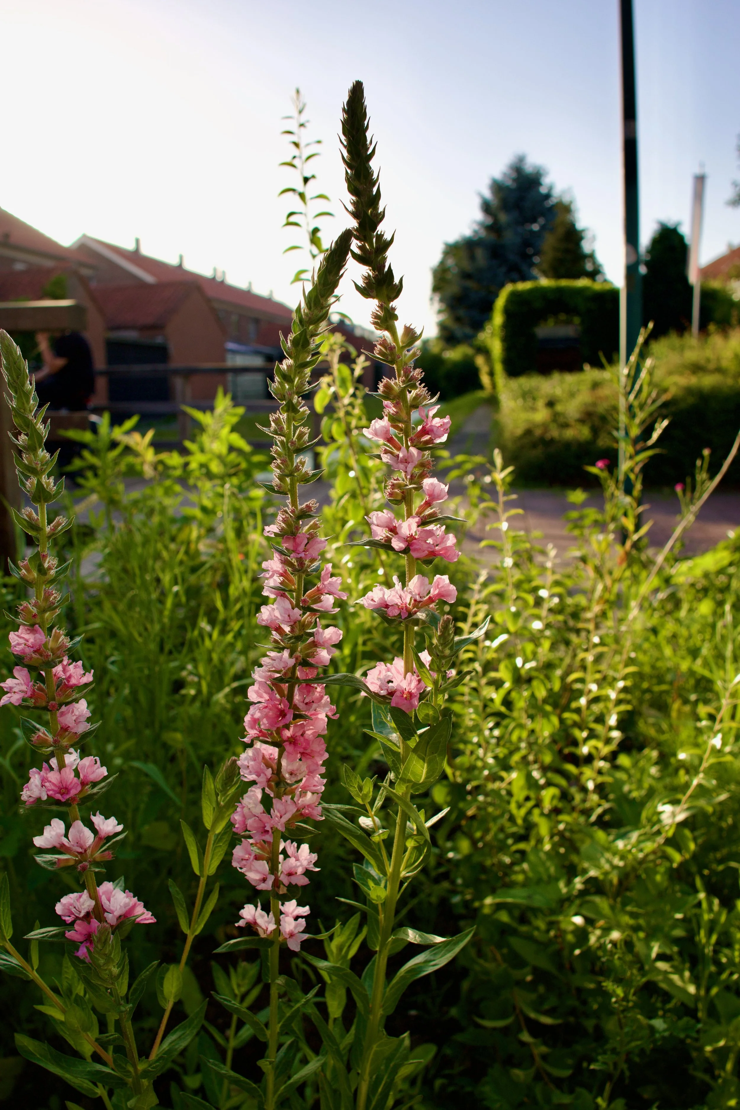 Lythrum salicaria Pink Blush. De inheemse variant is ook aangeplant. 