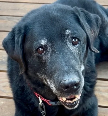 A black dog with brown eyes lying on a wooden deck, looking up at the camera.