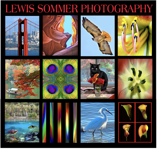 Collage of twelve photography images with red text at the top reading 'LEWIS SOMMER PHOTOGRAPHY.' The images include the Golden Gate Bridge, colorful canyon, flying bird, striped flowers, autumn trees with boat, peacock feather pattern, black cat with roses, close-up flower stamens, underwater scene with fish, rainbow-colored vertical lines, heron in water, and calla lilies.