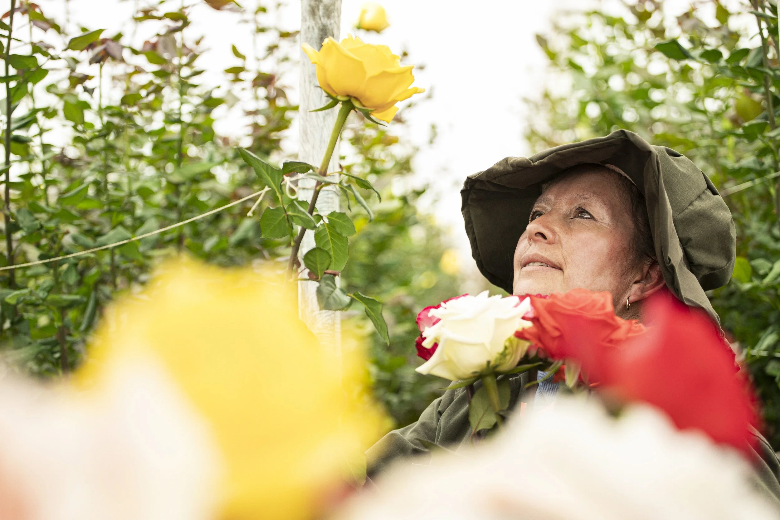 An elderly woman wearing a hat looking at a yellow rose on a bush, surrounded by red and white flowers.