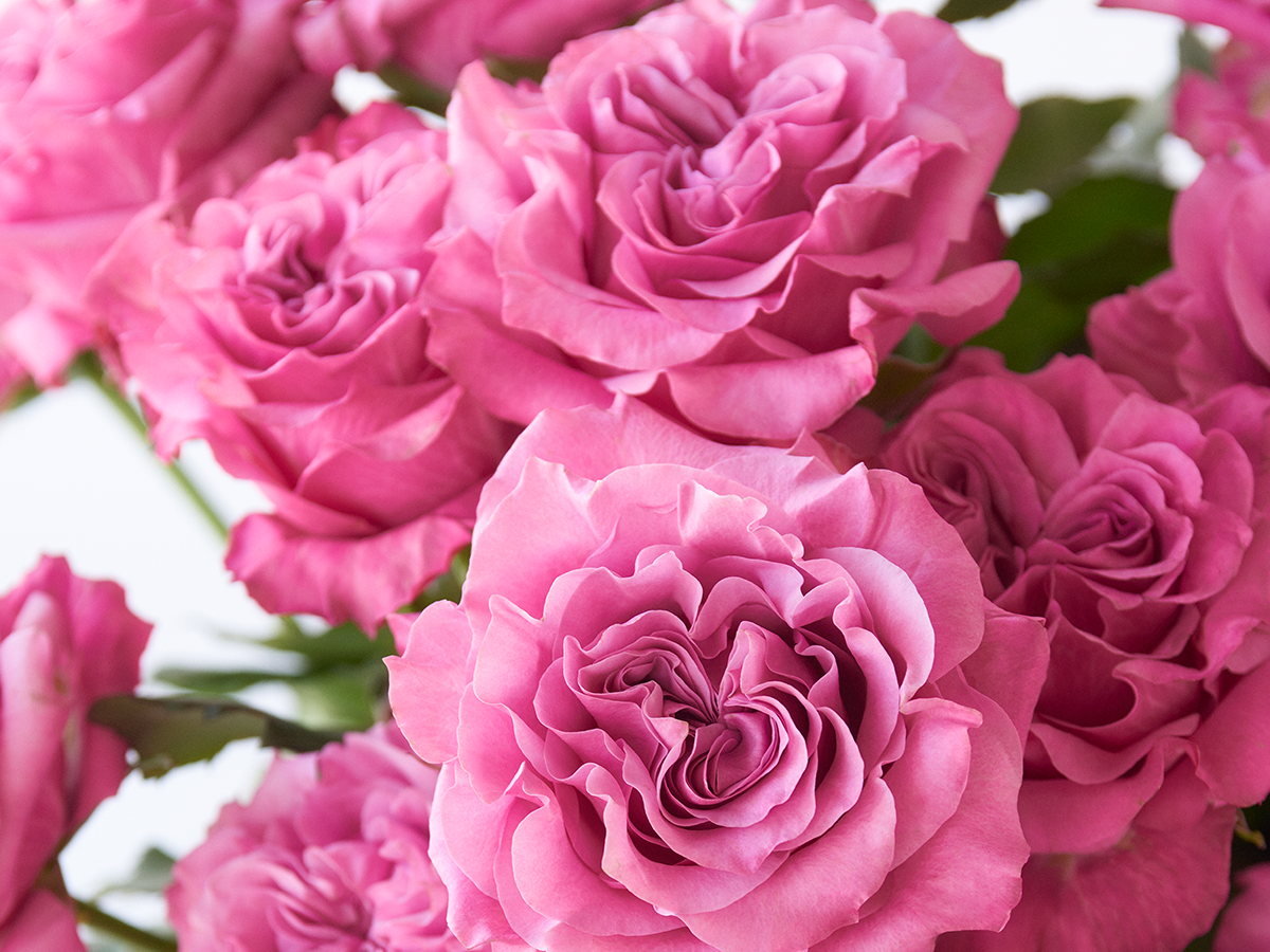 POMP_Gallery_0002_Quito-Pinls.png
