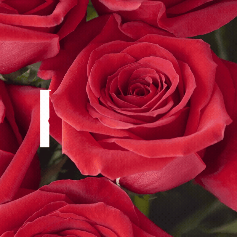 POMPGallery__0004_VDAY.gif