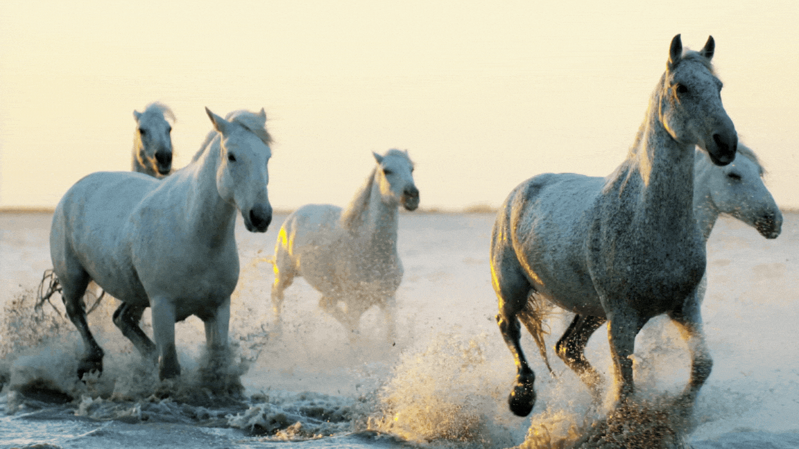 Horsse-ezgif.com-optimize.gif