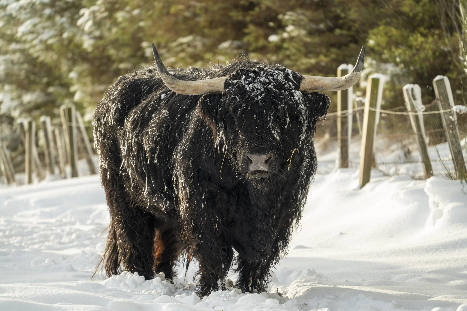 Gorgeous local pet and livestock photography in Moray. Portrait of a highland cow at home in its natural environment.