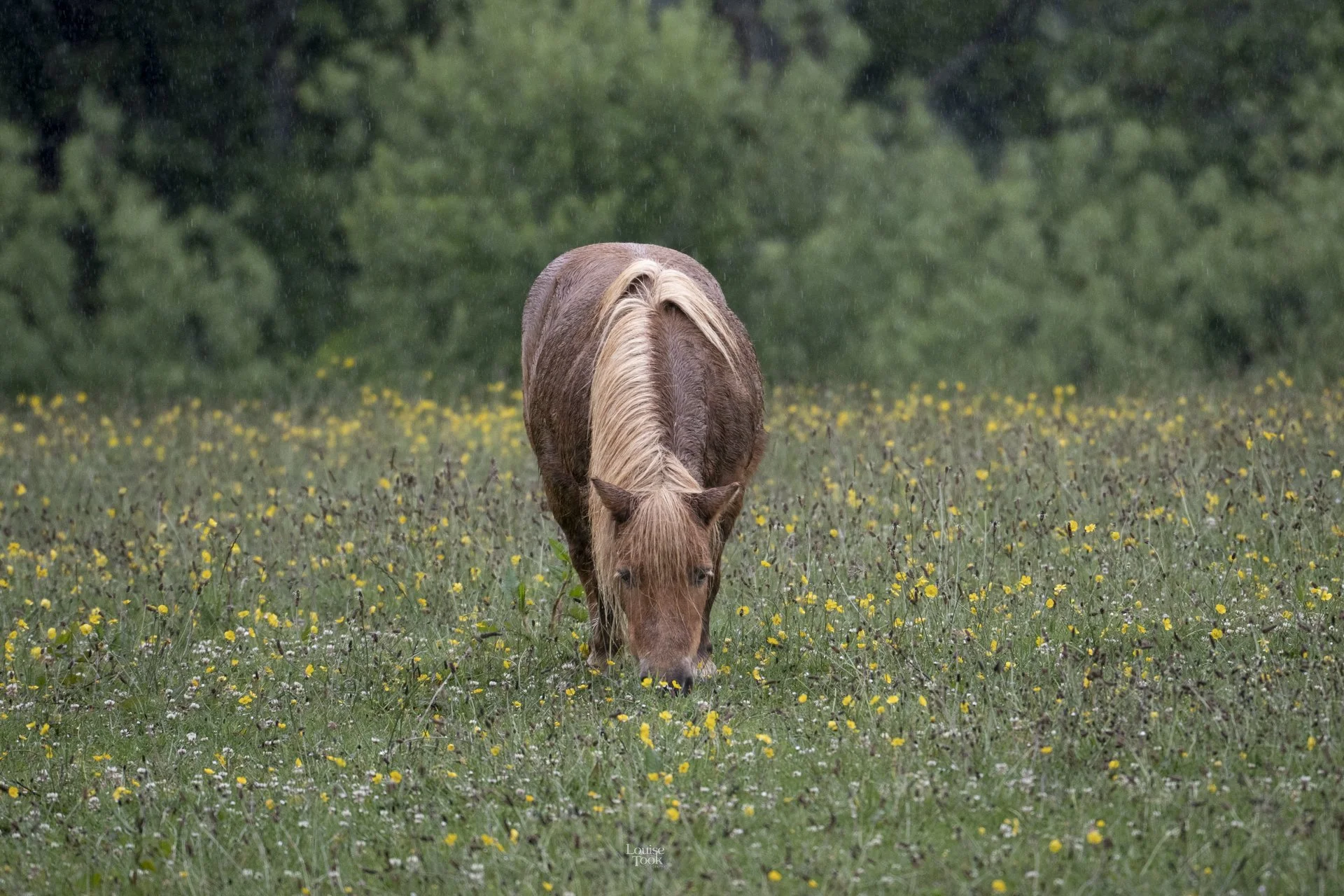 Stunning equine horse and pony photography and pictures of pets in Speyside Scotland