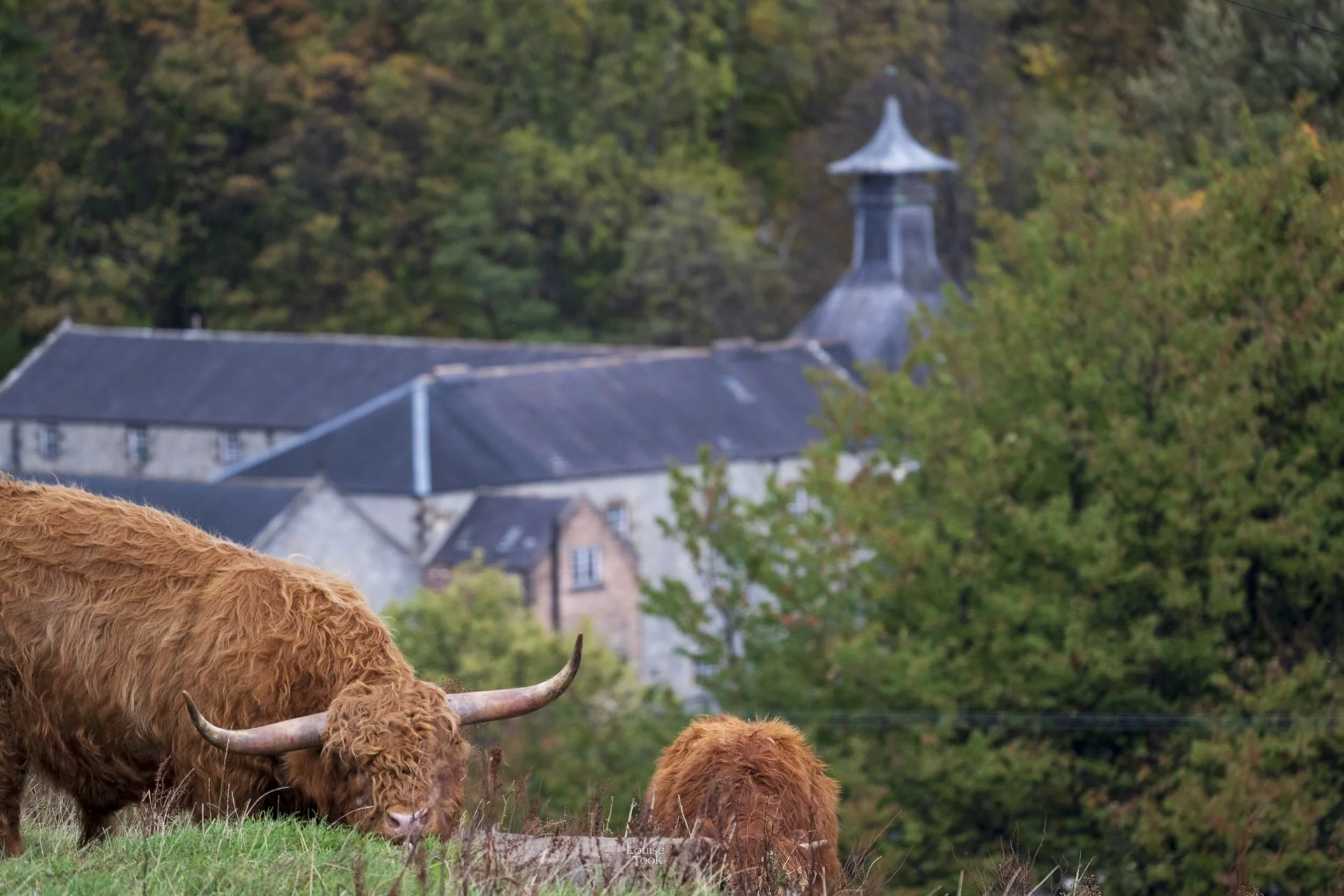 Highland cows, calf and distillery in frame in professional livestock and pet photography in Aberdeenshire