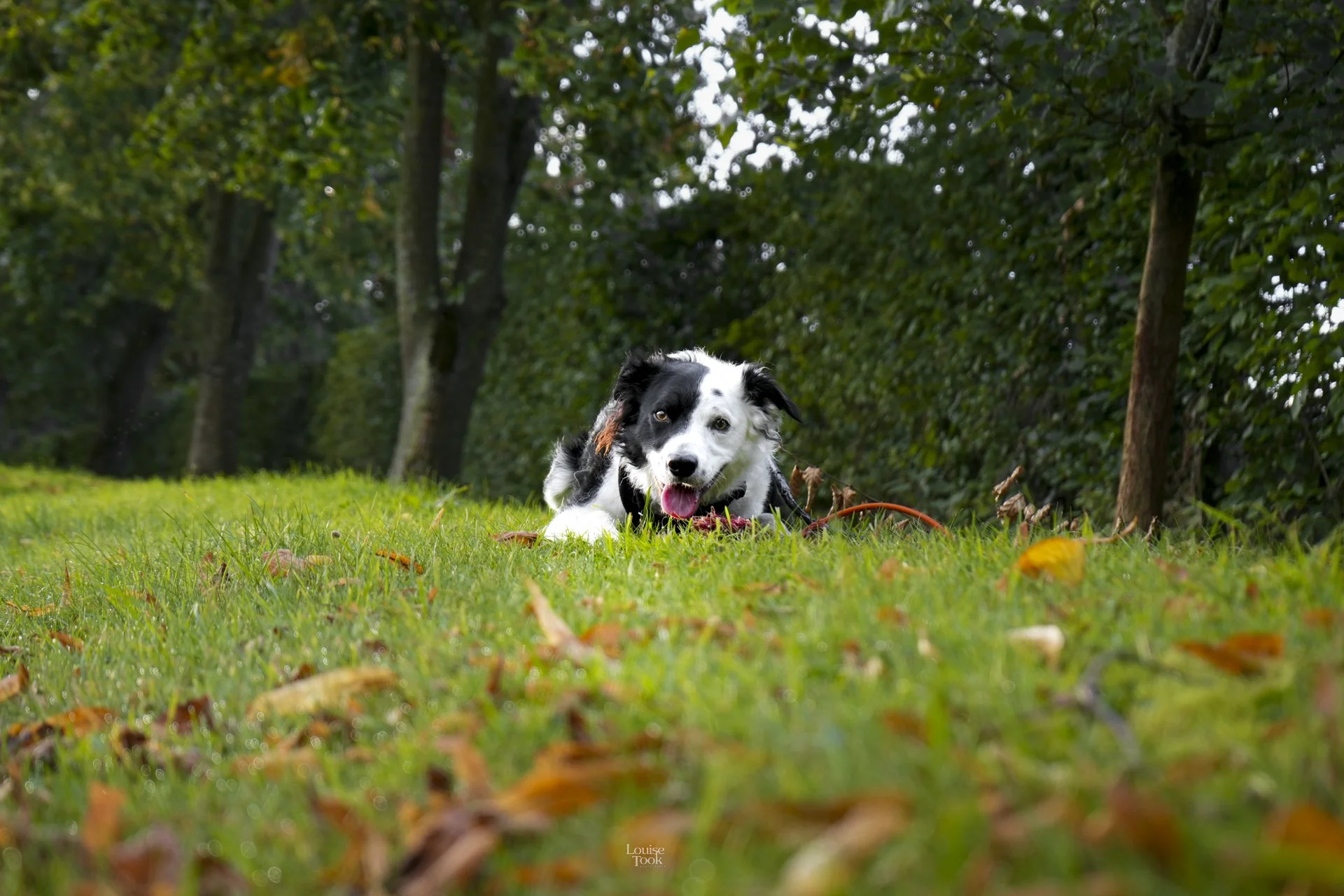 A black and white border collie dog crouches over grass and autumn leaves in this autumnal pet photography shot. The dog looks happy and relaxed and is looking cute as it looks towards the camera.