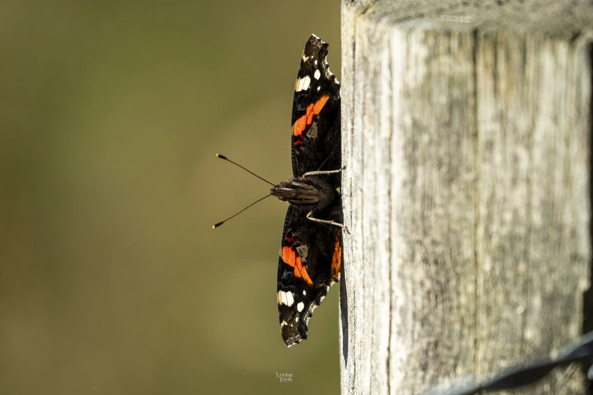 LouiseTook_webportfolio-114.jpg