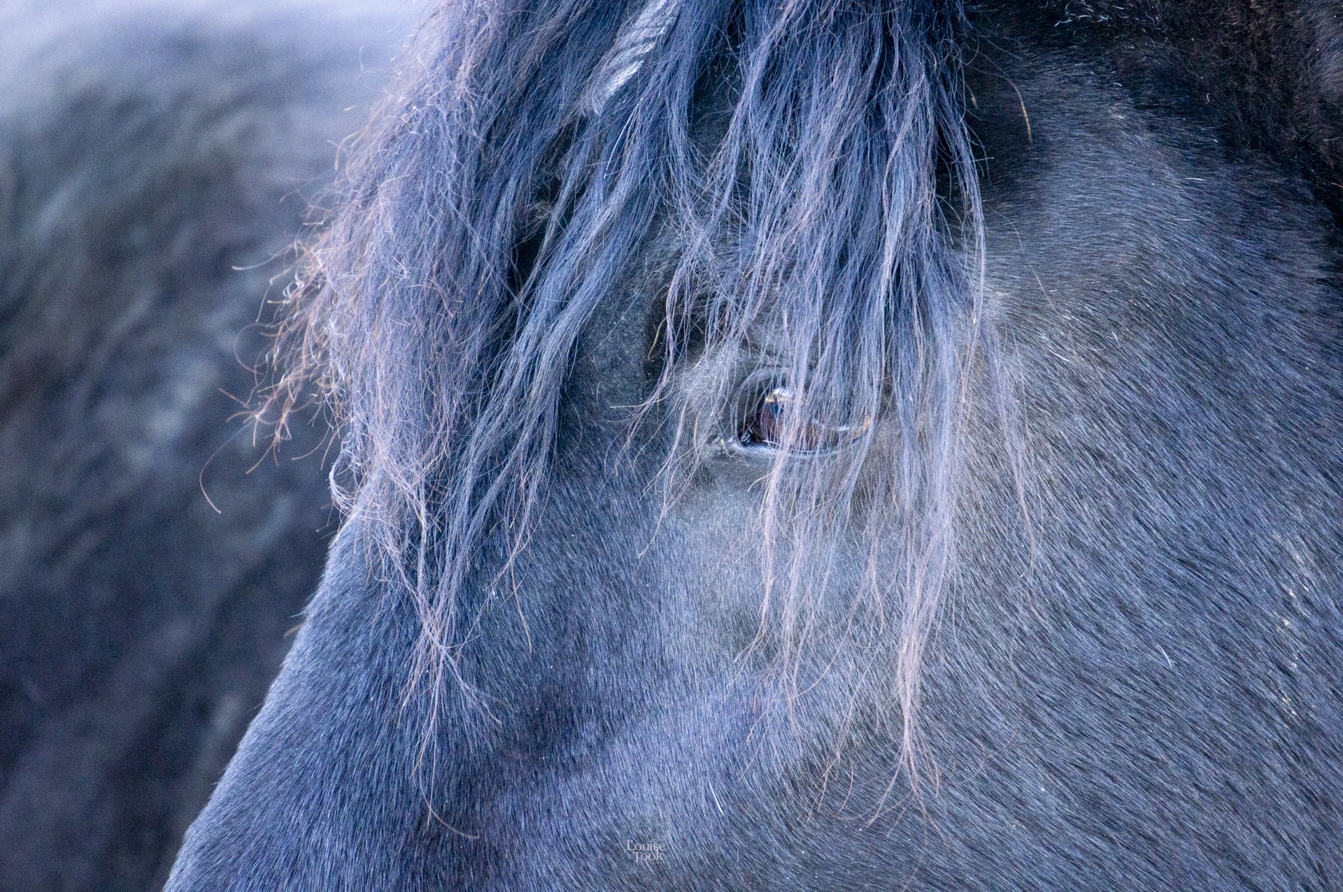 Beautiful professional and local equine horse photography in Speyside
