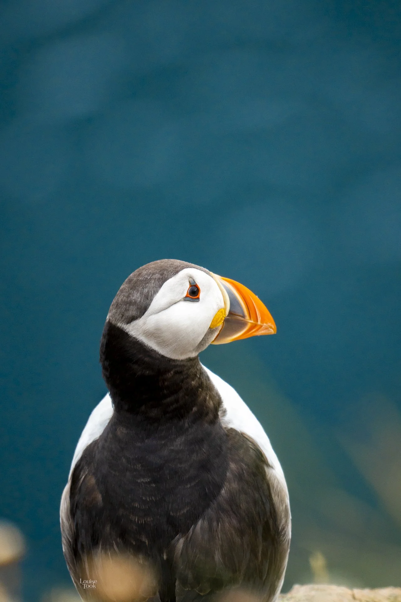 A beautiful and pensive portrait of a puffin in the highlands of Scotland. The background shows the blue sea that surrounds the British Isles.