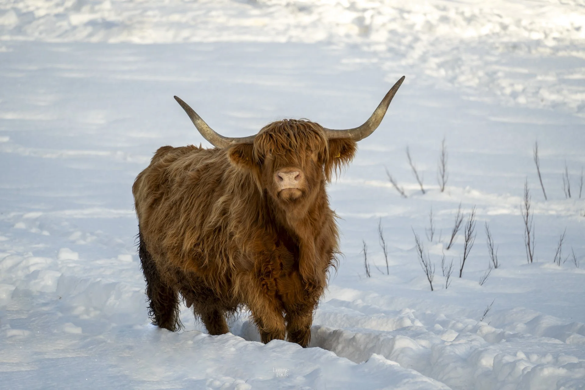 Engaging cheeky portrait of a highland cow in the snow in the highlands of Scotland available as a print, art print or photographic print to deliver to your home