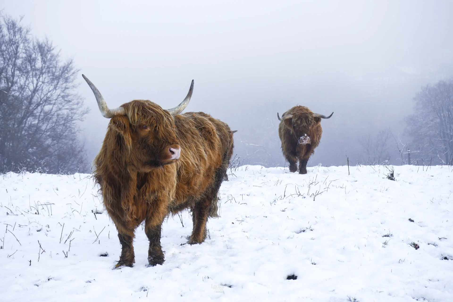 Two highland cows emerge from fog in a showy field in the highlands of Scotland