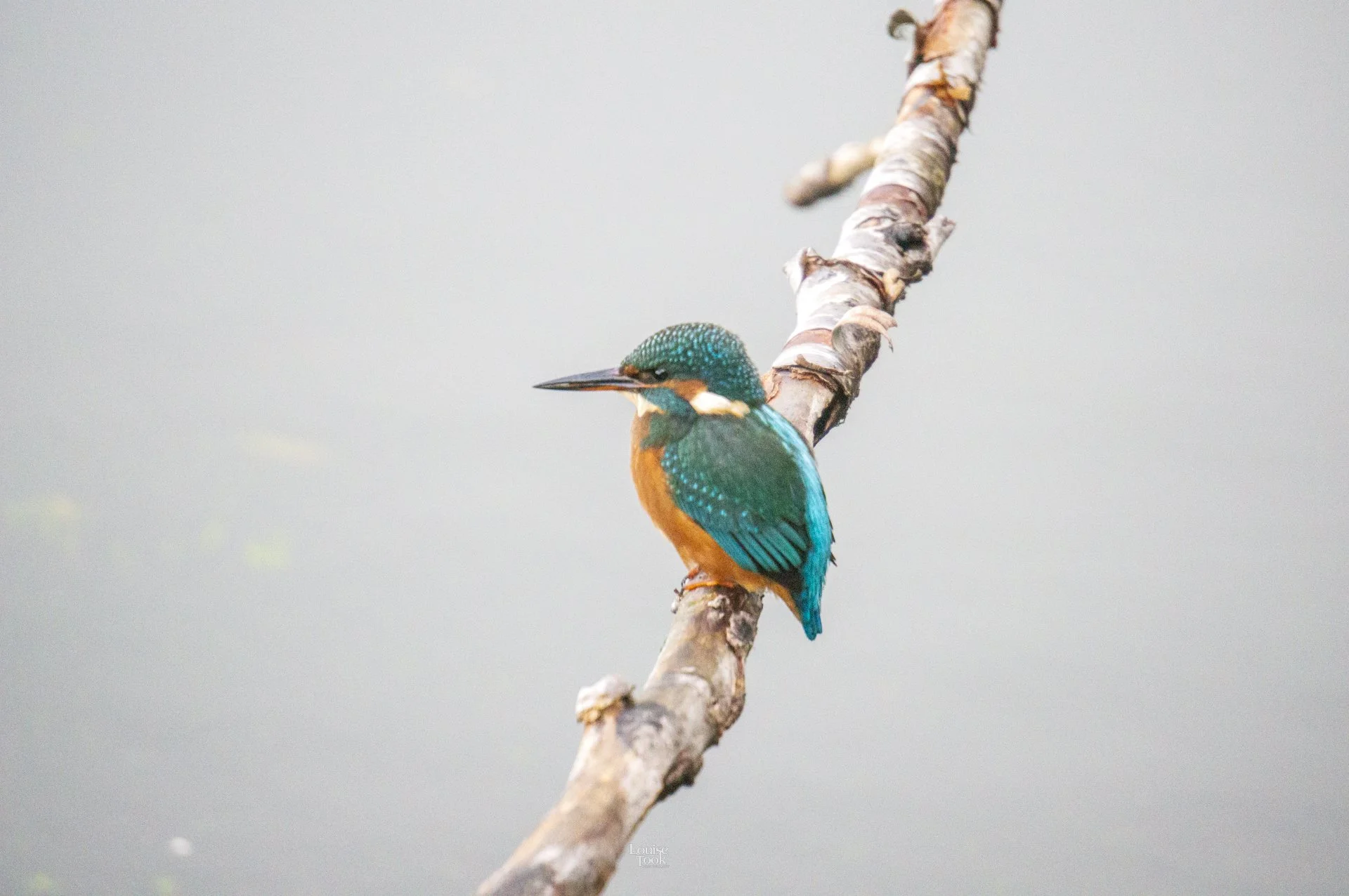 LouiseTook_webportfolio-091.jpg