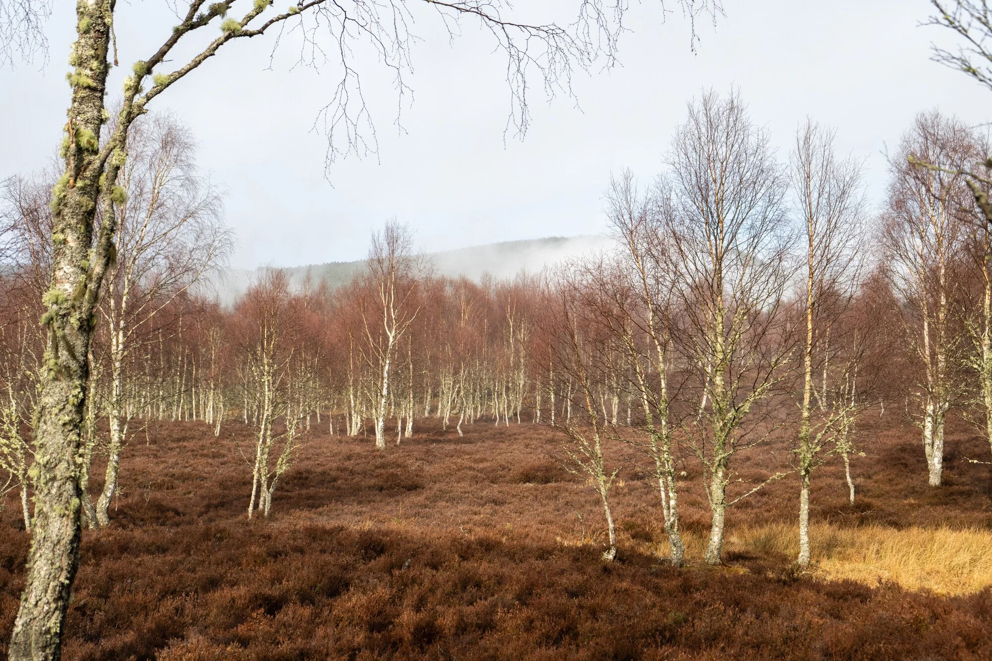 Louise Took web portfolio birch forest in spring.jpg