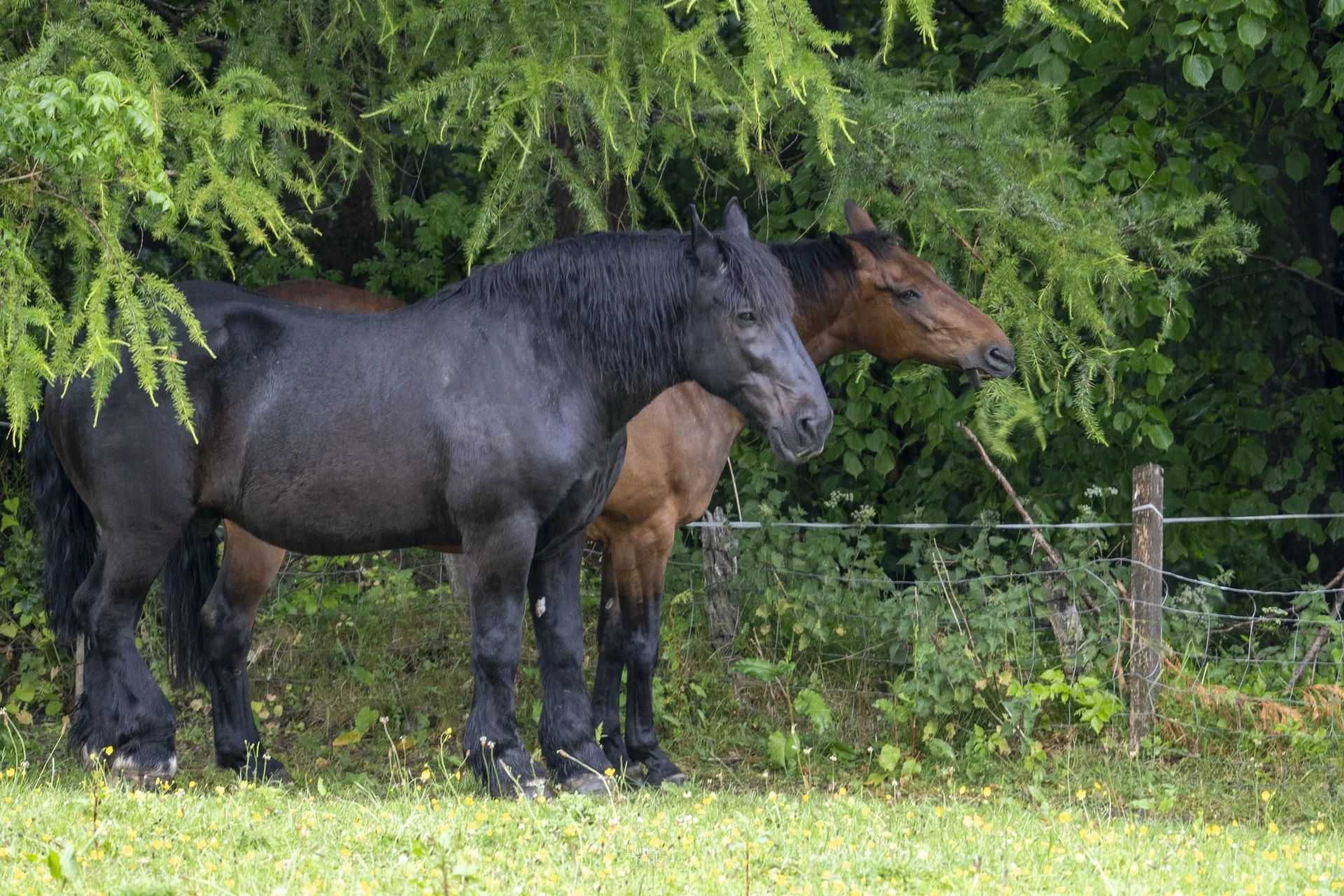 Professional and relaxed horse photography in Aberlour and Dufftown, Speyside Scotland