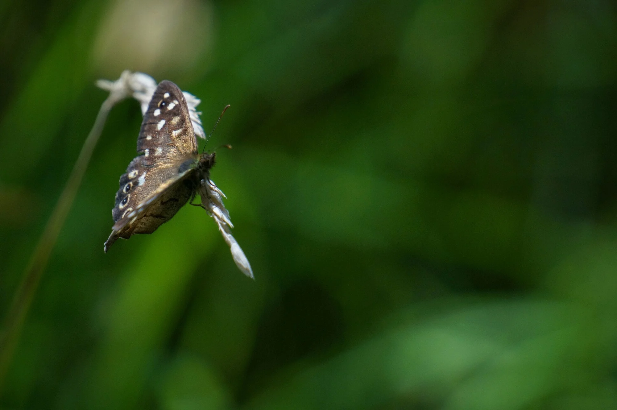 Louise Took web portfolio butterfly in Moray Scotland.jpg