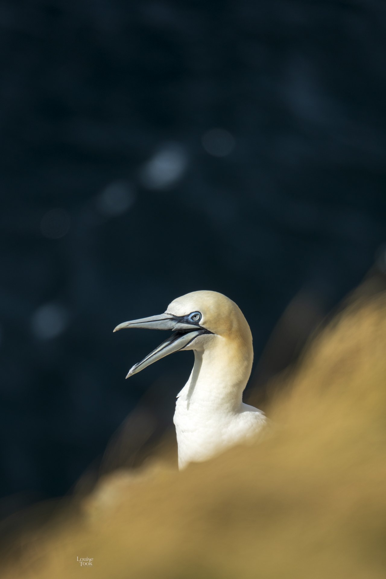 A wildlife photography portrait of a northern gannet that is a stylish and whimsical choice for wall art in your home