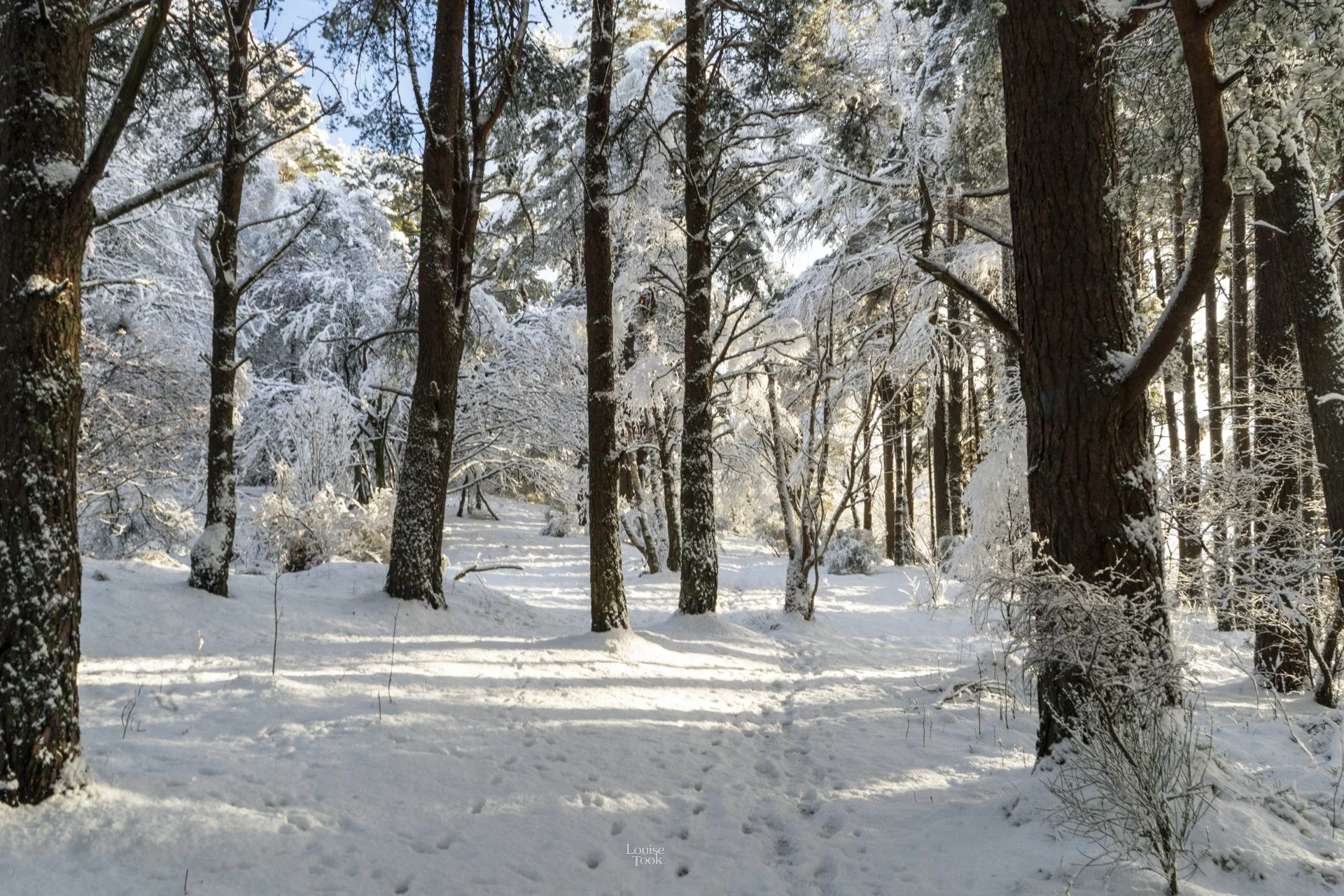 LouiseTook_webportfolio-21.jpg