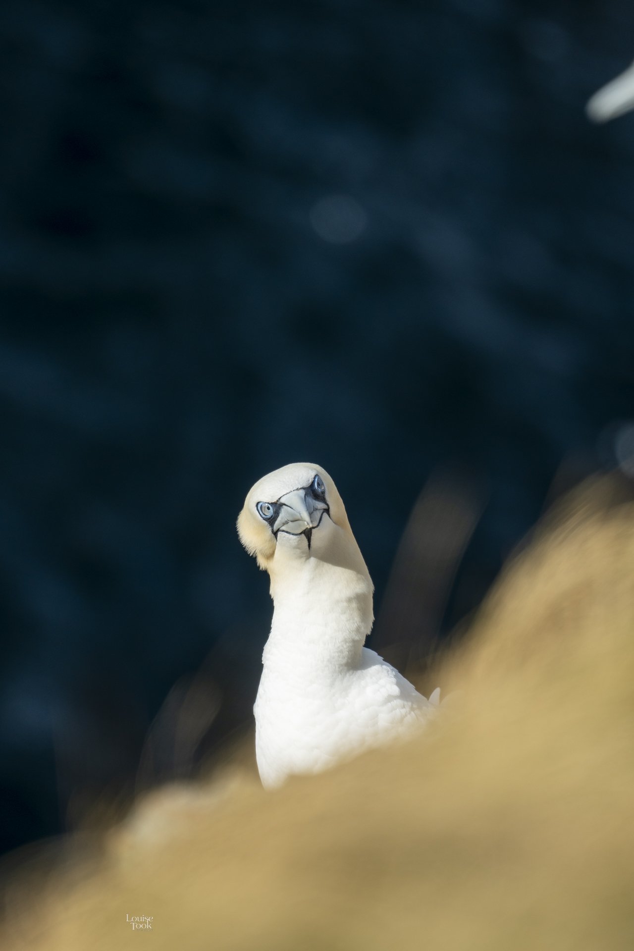 Wildlife