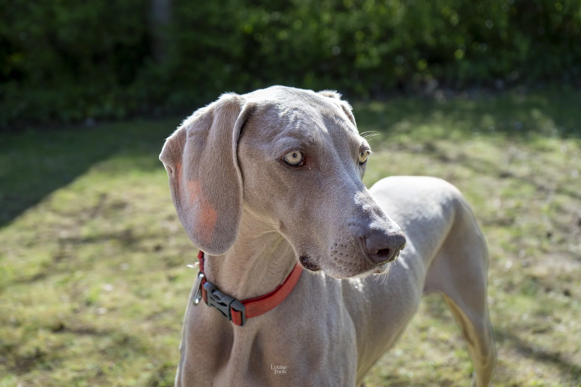 Engaging friendly and local dog photography in Moray and Speyside. Professional photos of pets - a weimaranner dog.