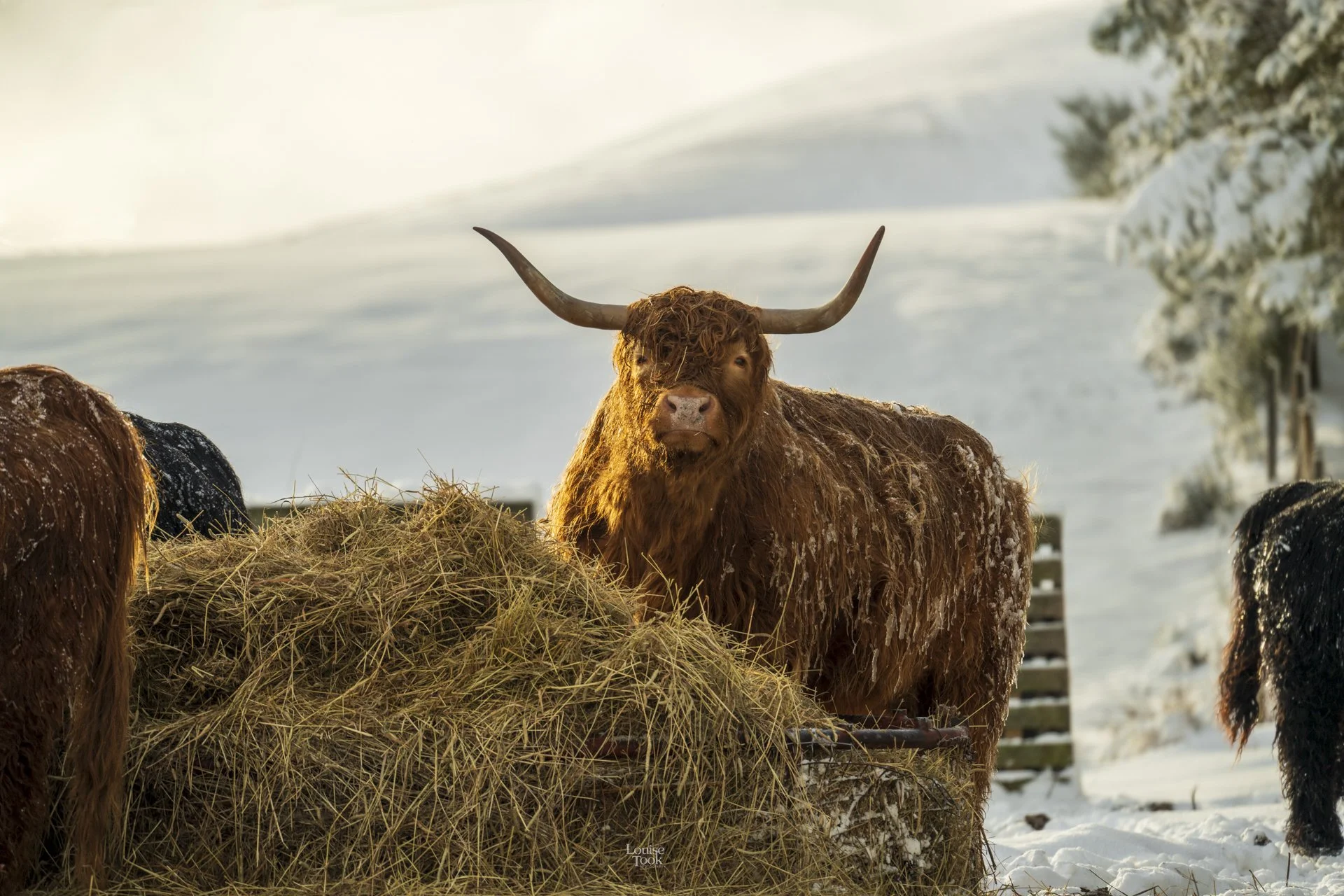A whimsical highland cow looks up from a feast of hay on a very cold snowy day - but the coo doesn't mind the snow, it's living its best bog witch life