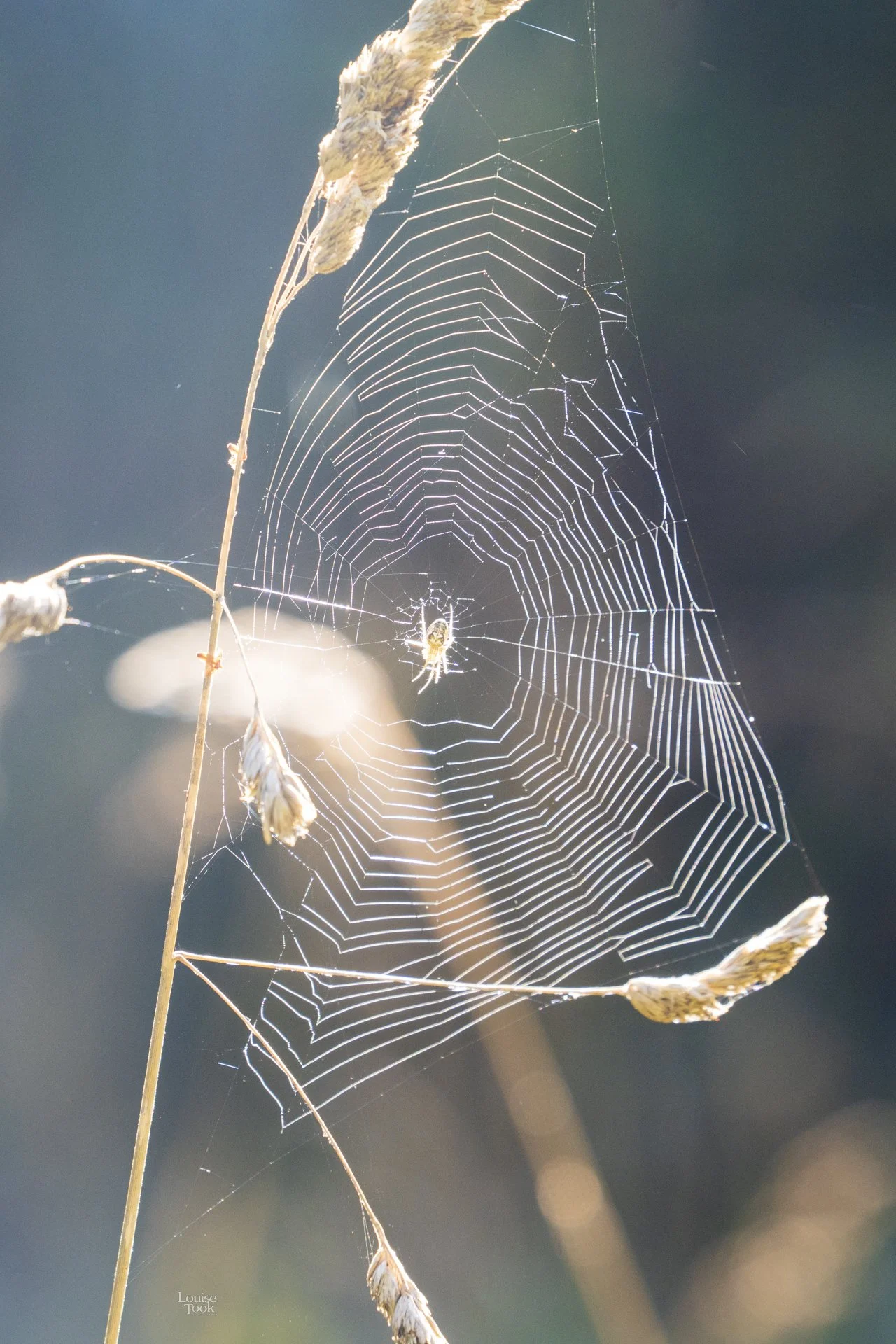 LouiseTook_webportfolio-111.jpg