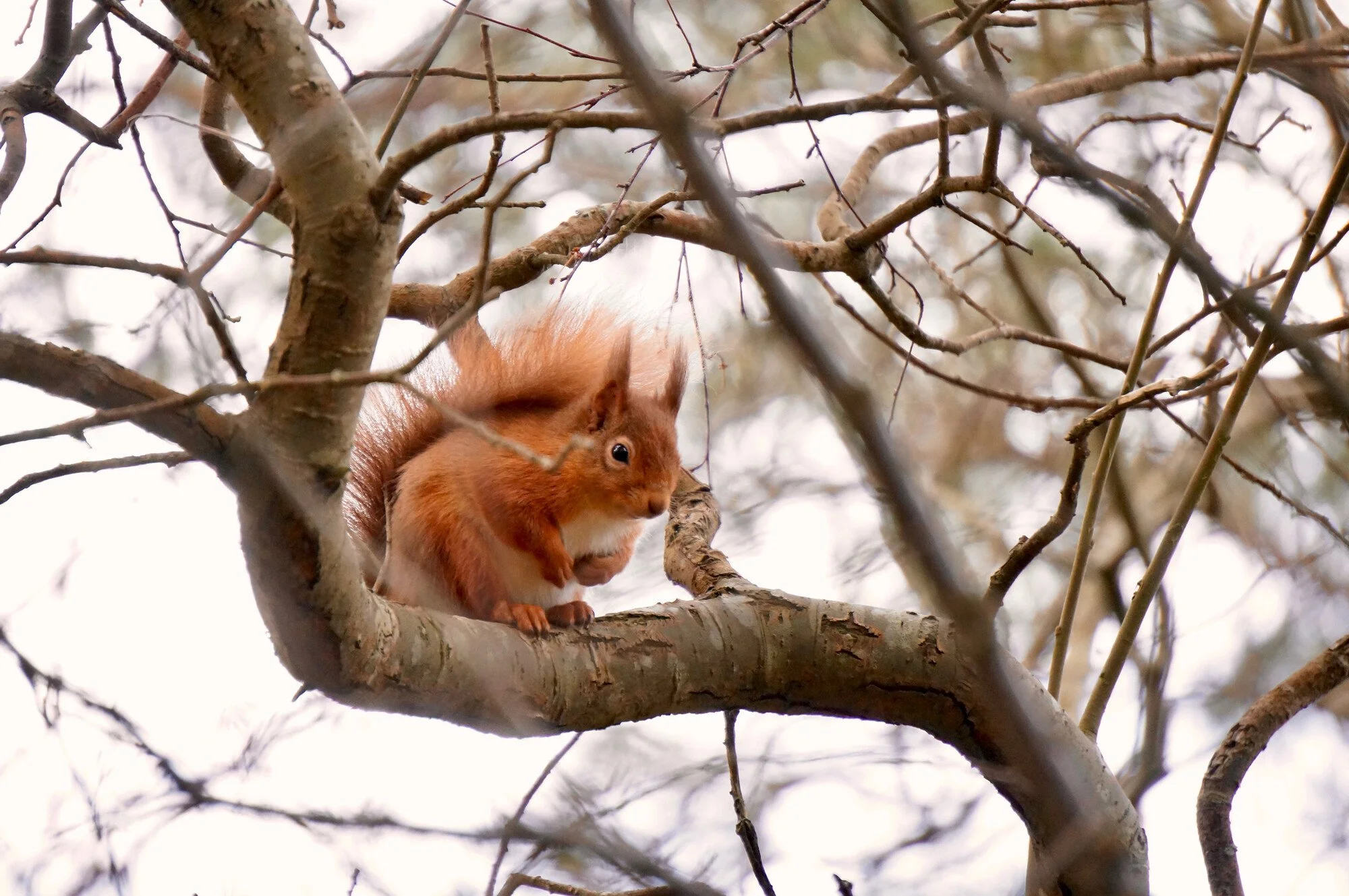 Louise Took web portfolio cute red squirrel in Scotland.jpg