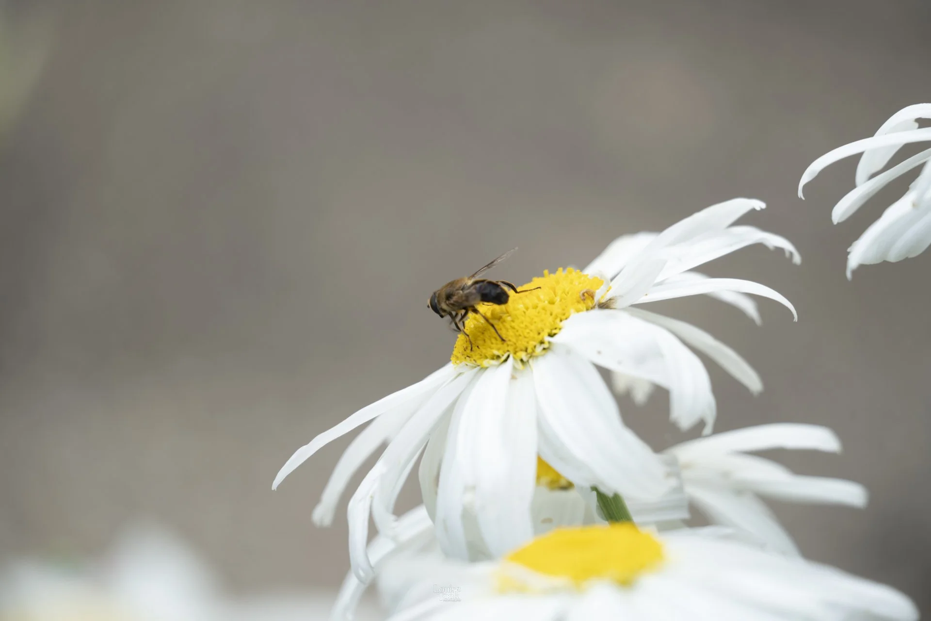 LouiseTook_webportfolio-106.jpg