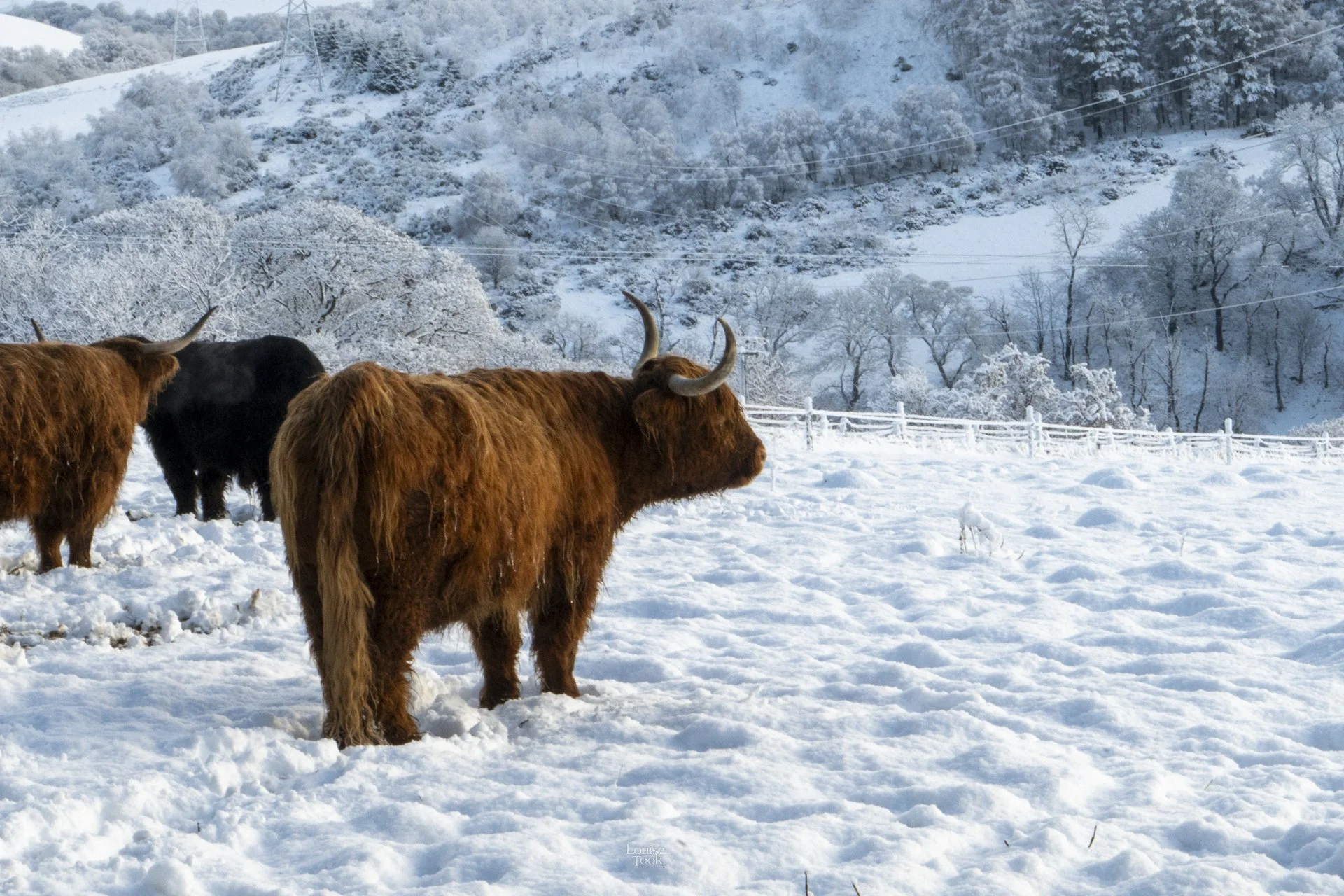 Scenic highland coo photography in Aberlour, Dufftown, Keith or Huntly in Moray Speyside