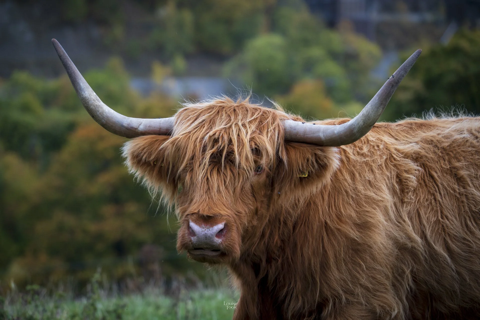 A majestic non-AI highland cow stands in a lush, autumnal field in the Scottish Highlands