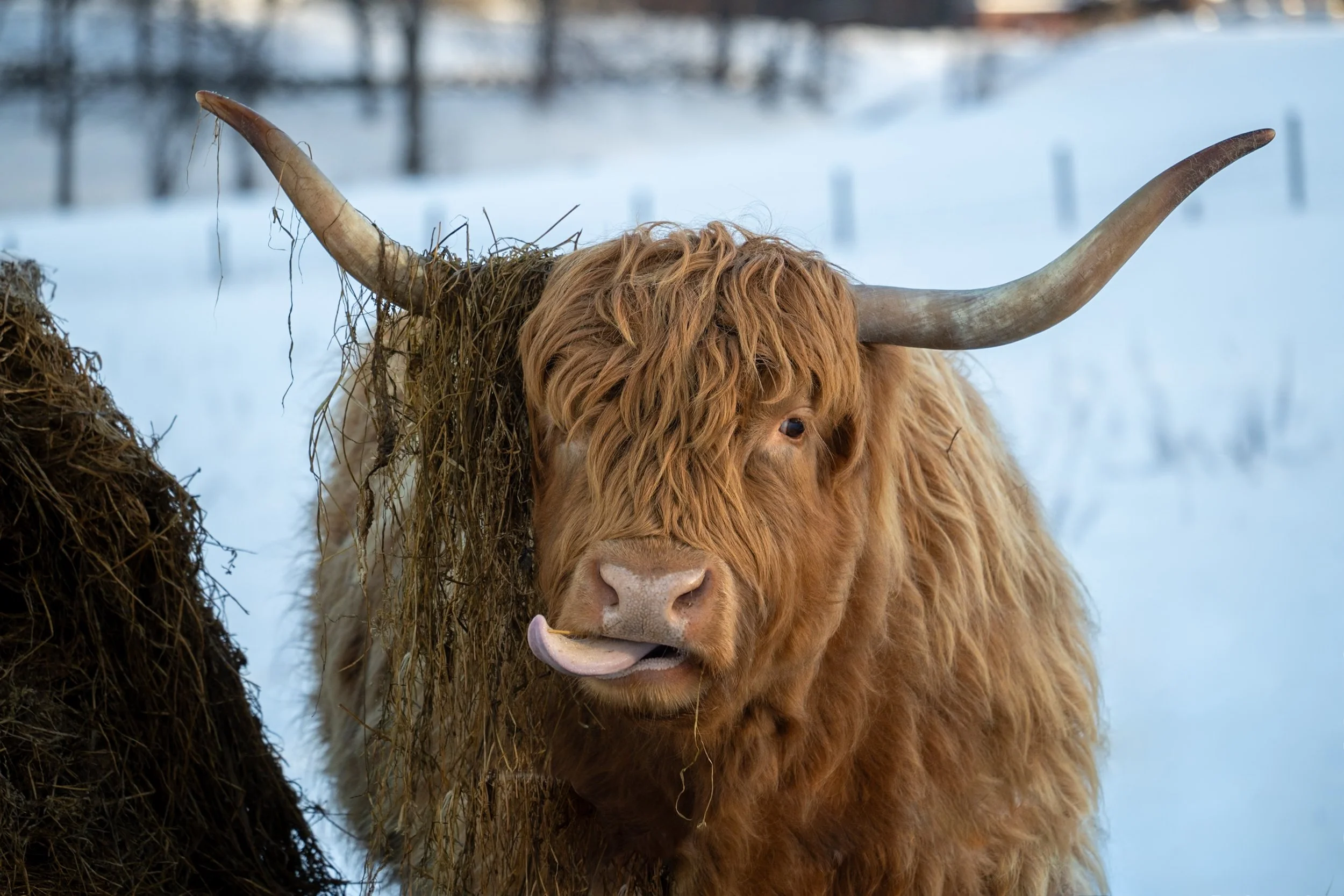Pets and livestock